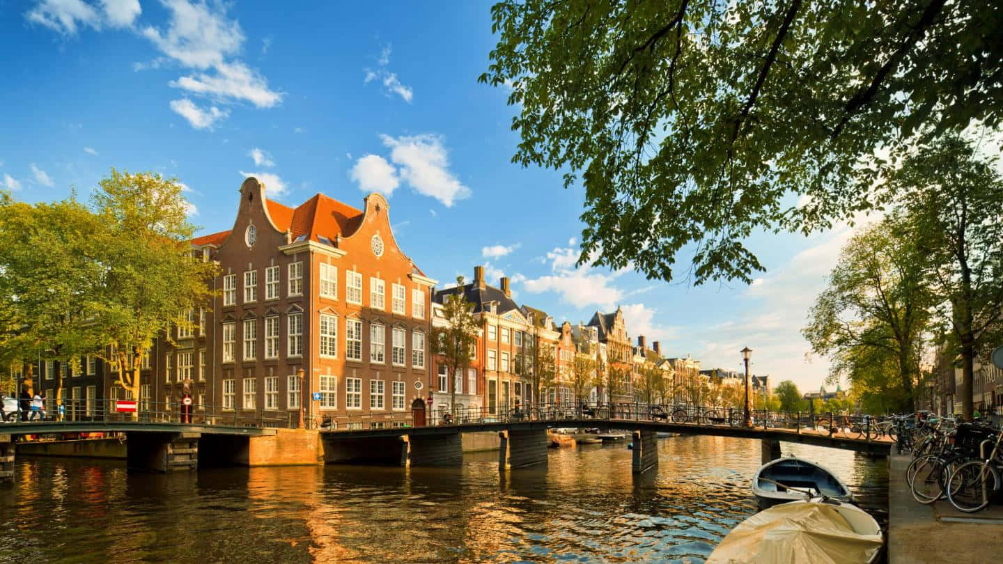 Beautiful Tulips Blooming In Bloom In Amsterdam Background