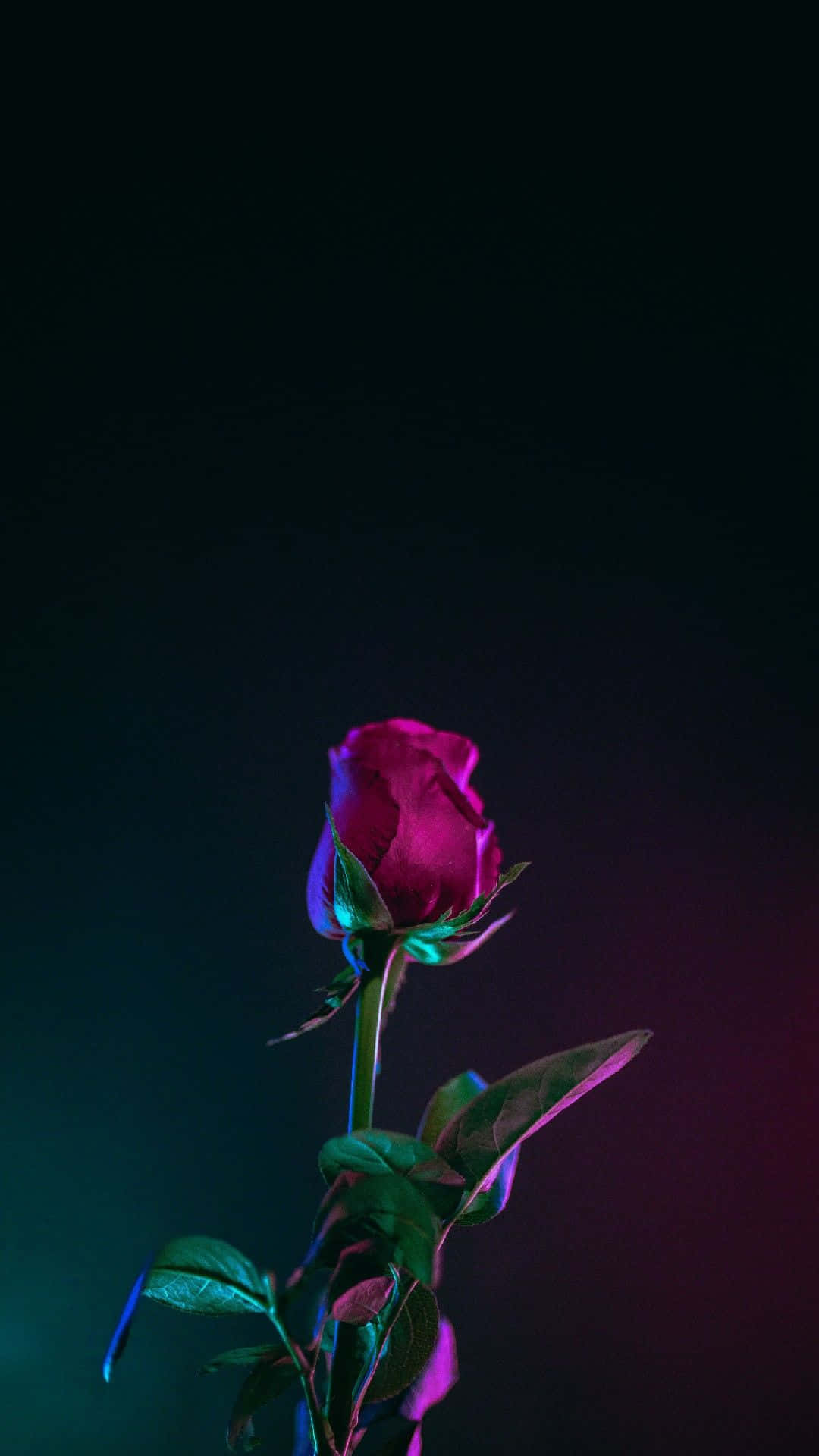 Beautiful Valentine's Day Roses