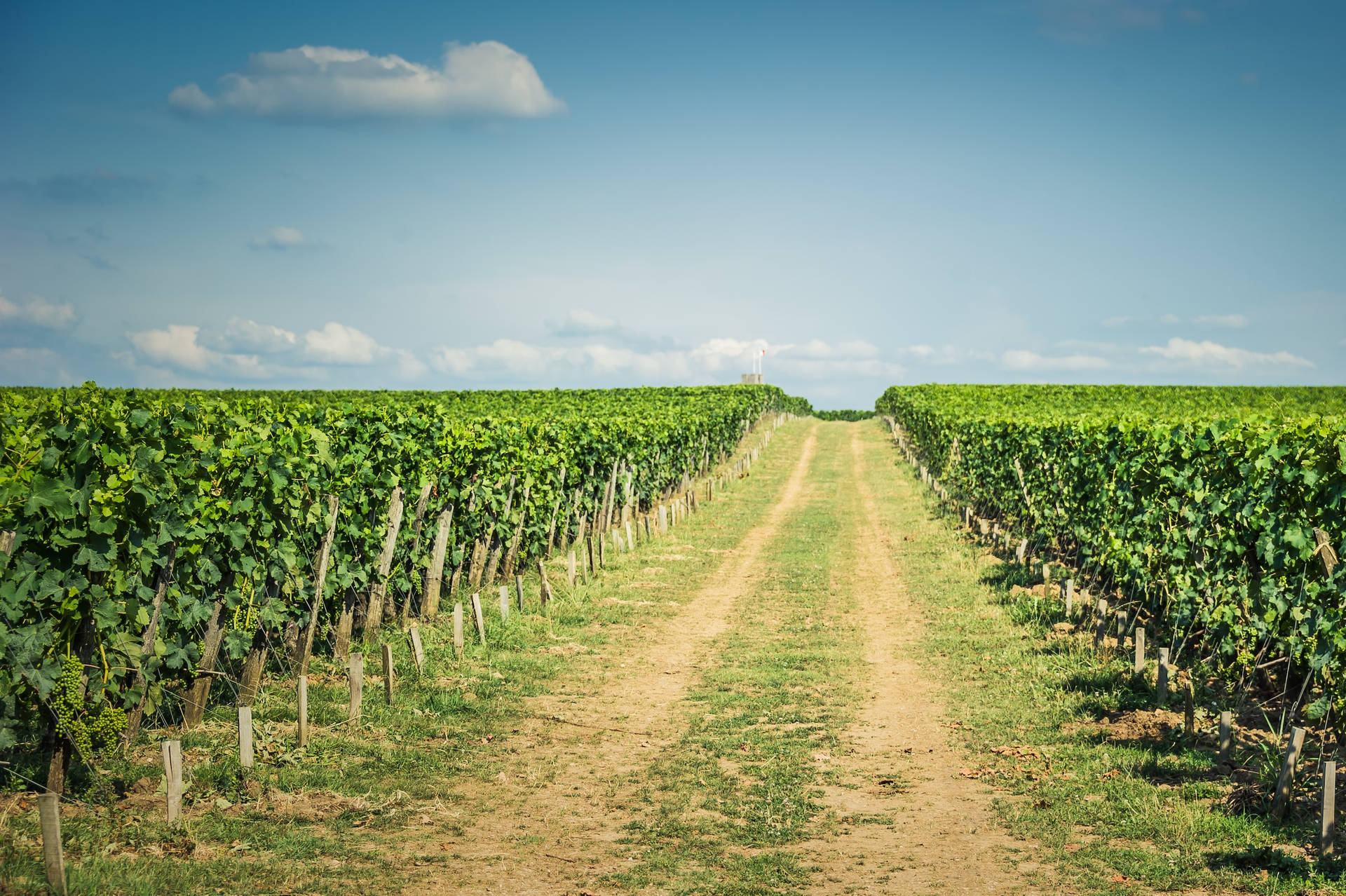 Beautiful Vine Pathway In A Vineyard Farm Background