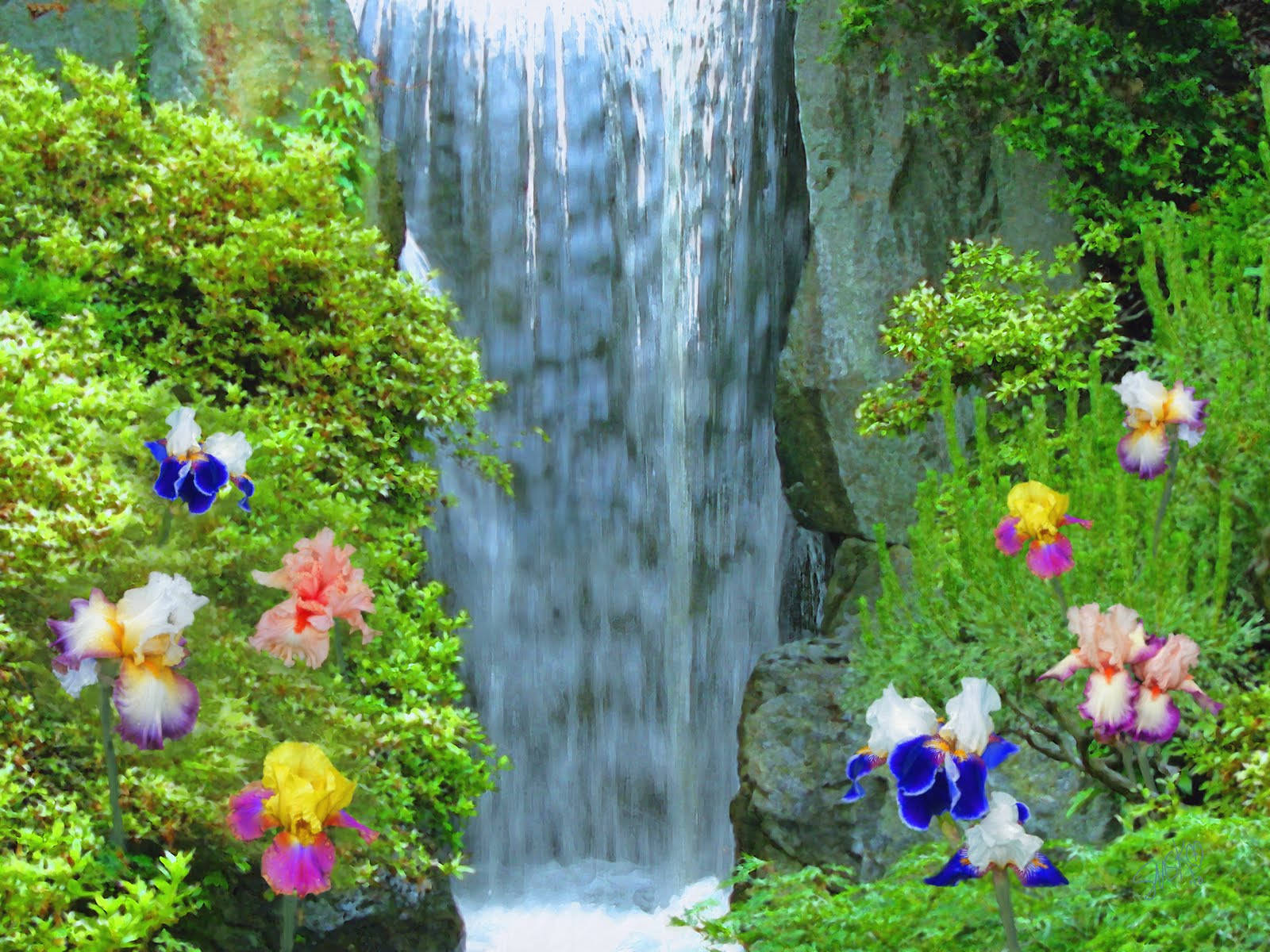 Beautiful Waterfall Pansy Flowers Background