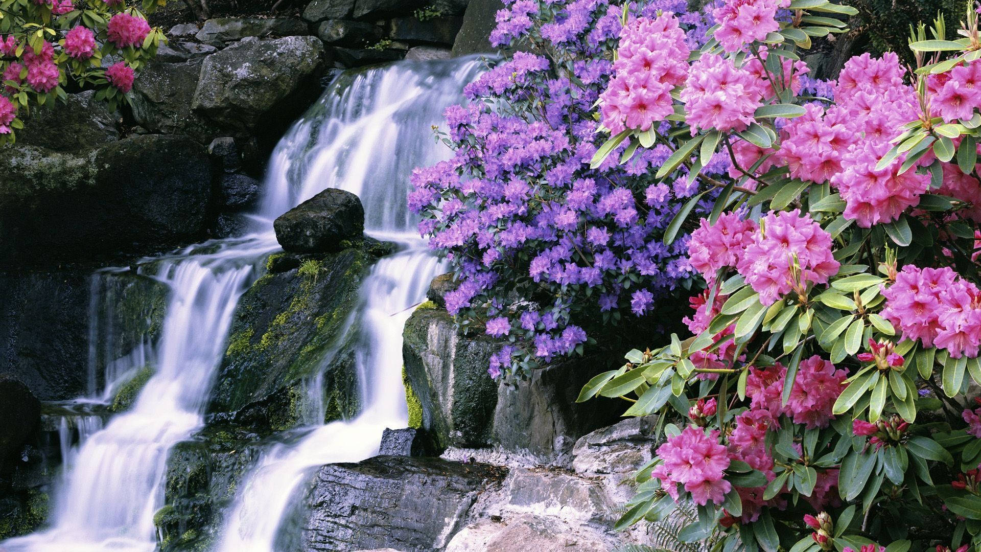 Beautiful Waterfall Pink And Purple Flowers Background