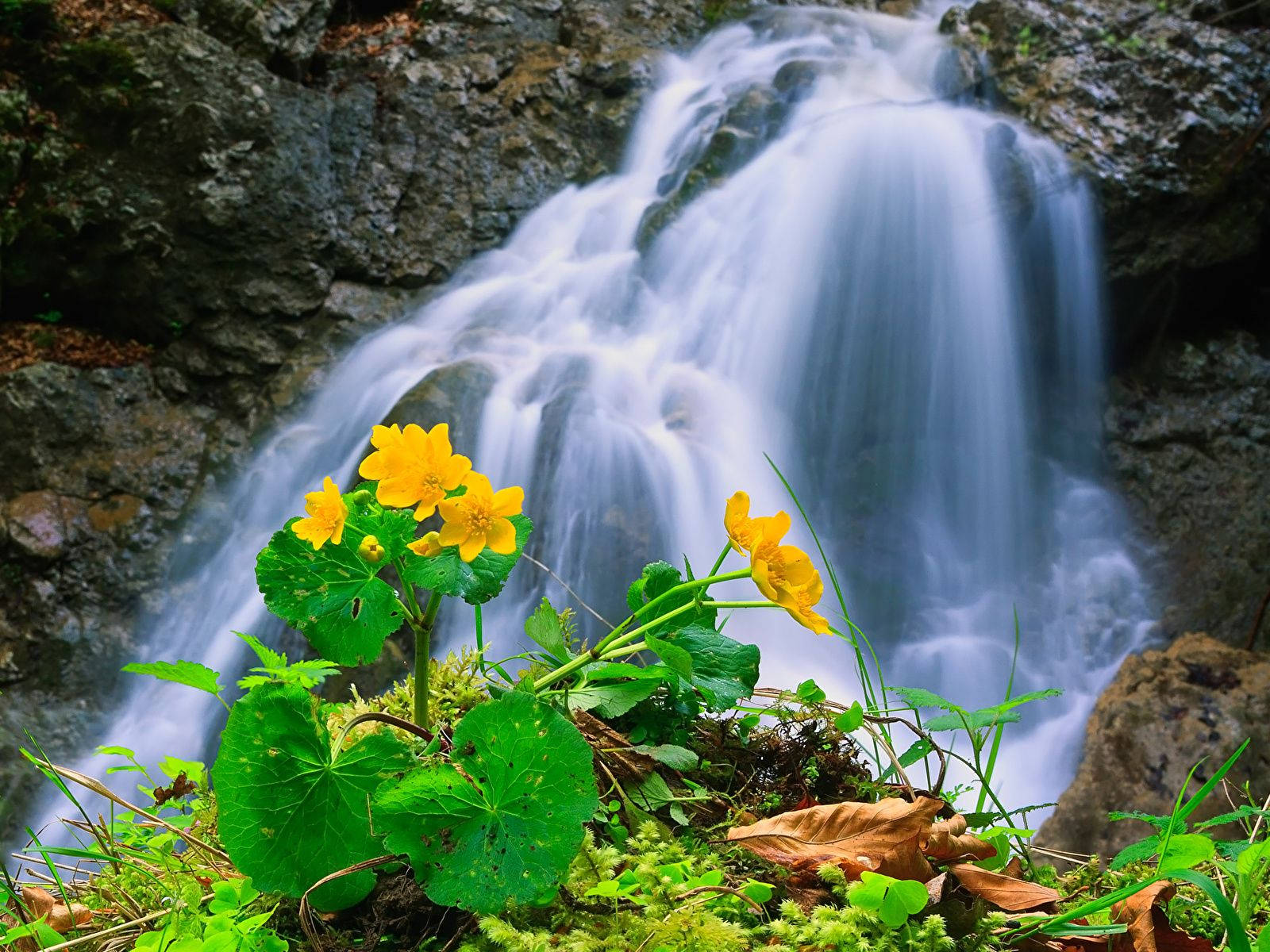 Beautiful Waterfall With Yellow Flowers Background