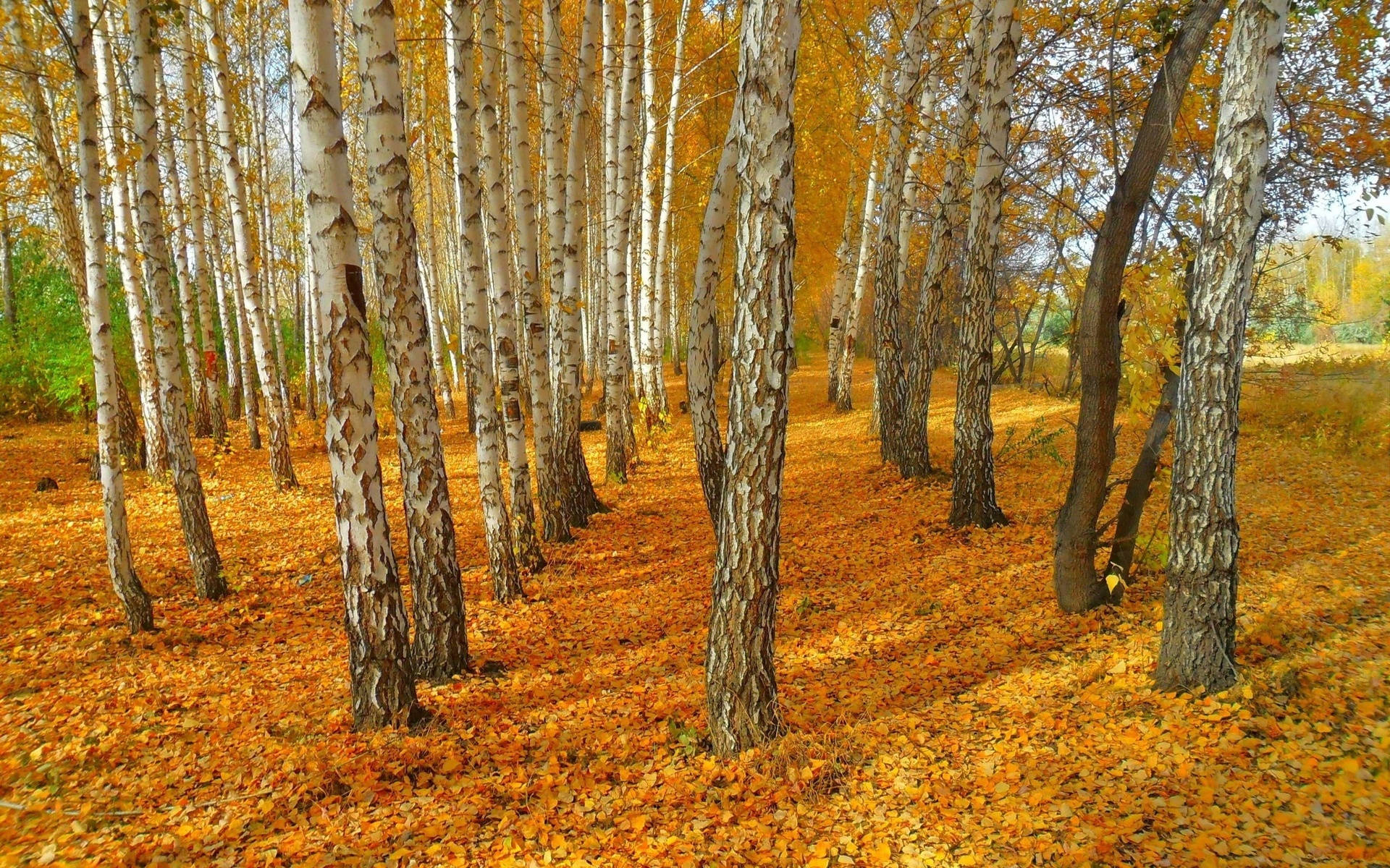 Beautiful White Birch Tree Forest Background