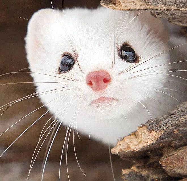 Beautiful White Mink Background