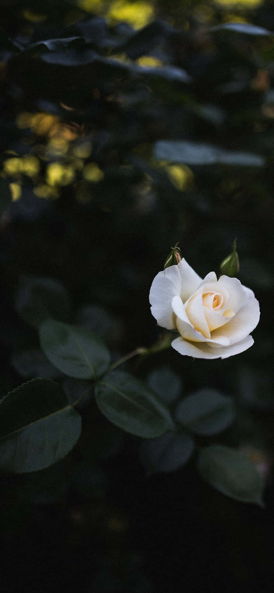 Beautiful White Roses Background