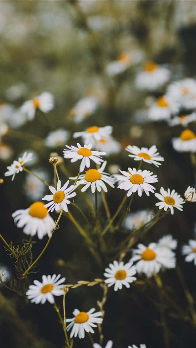 Beautiful White Spring Daisy Iphone Background