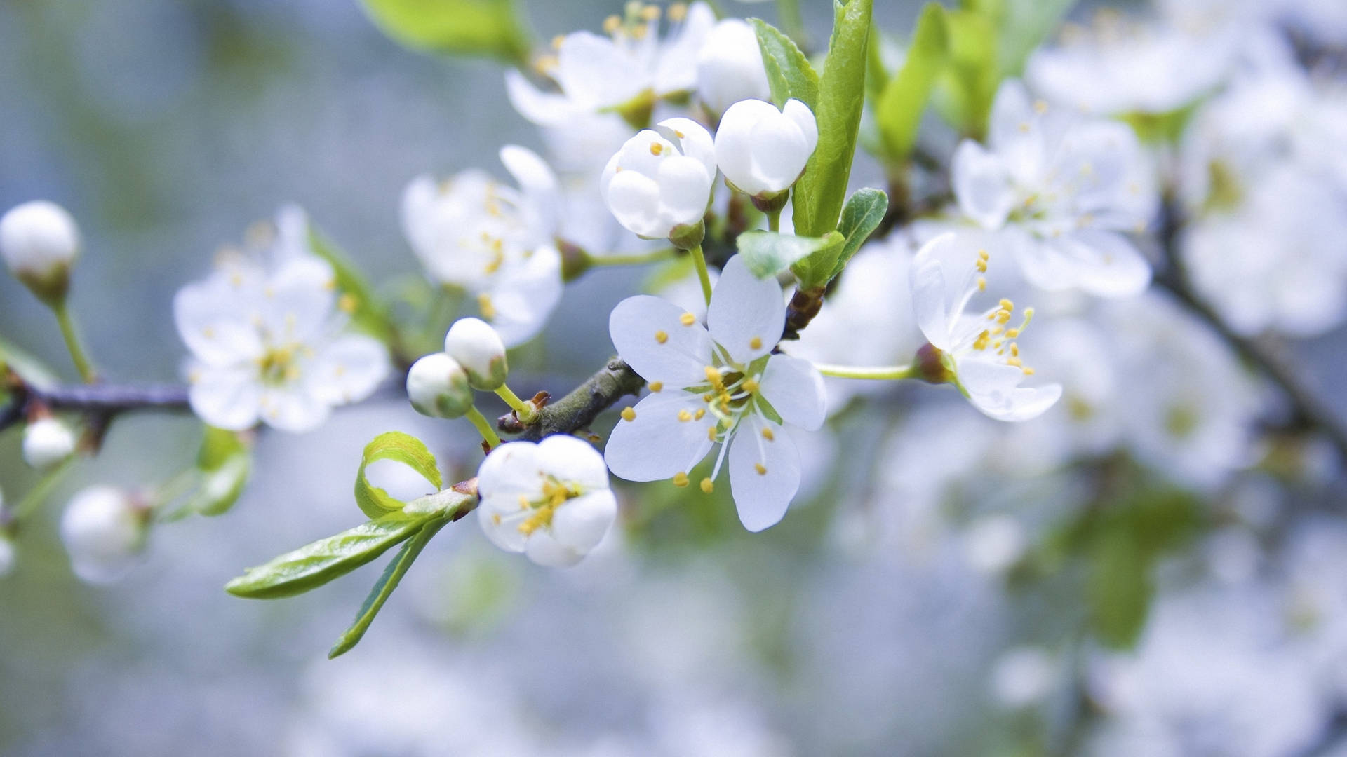 Beautiful White Spring Flower Background