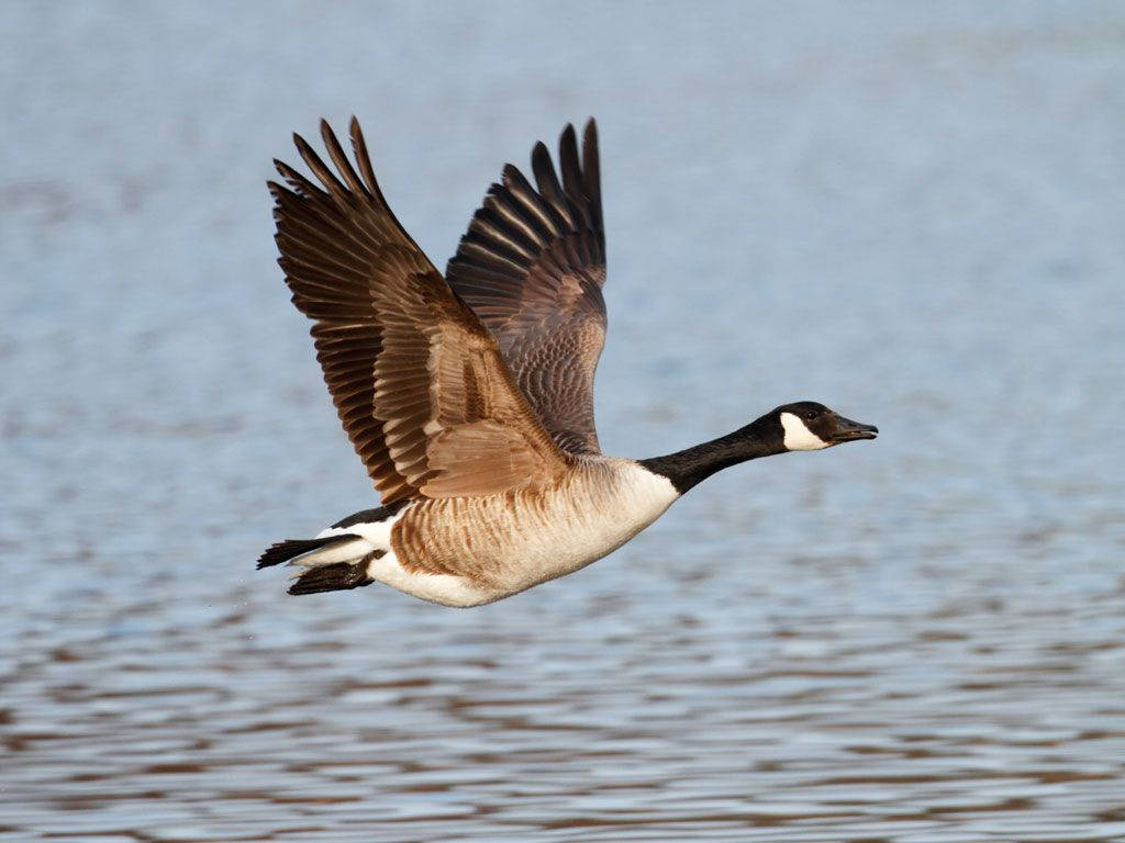 Beautiful Wild Goose Background