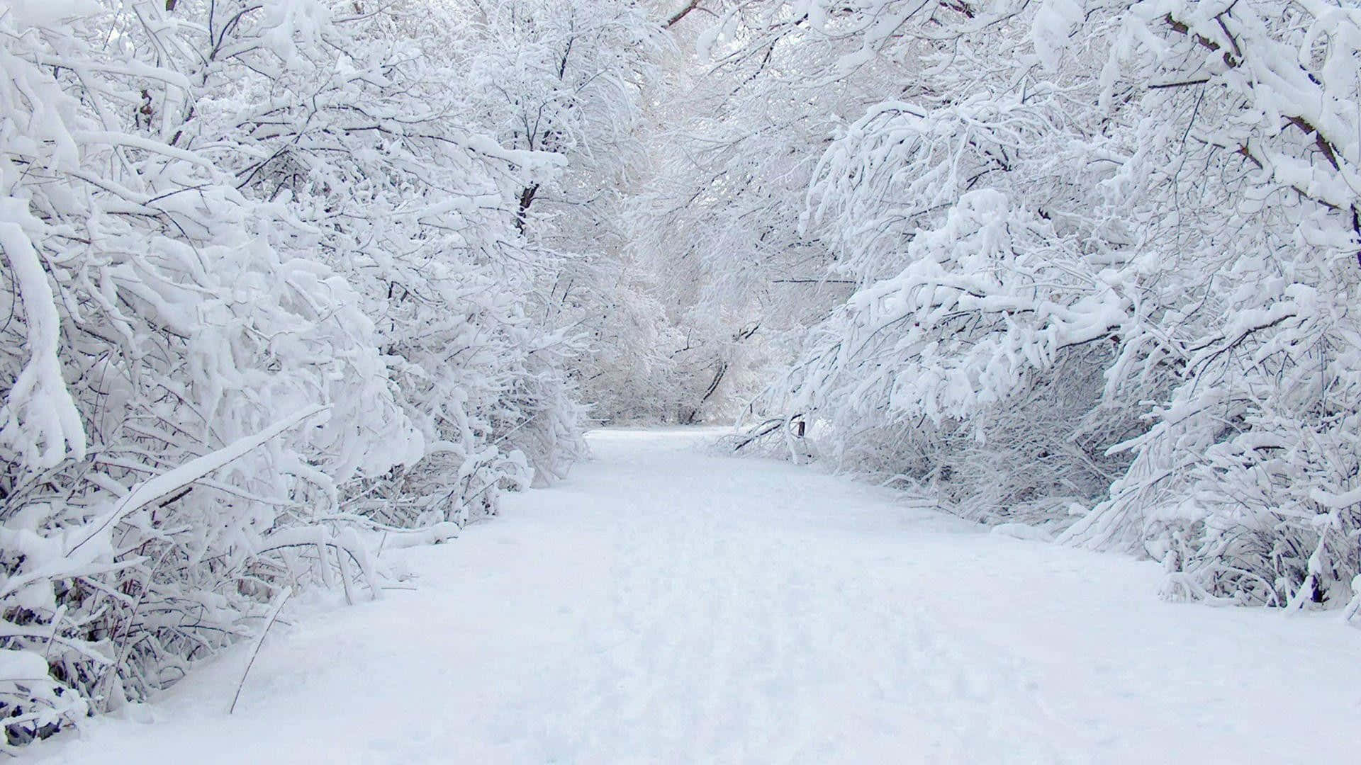 Beautiful Winter Snow View From Desktop Background