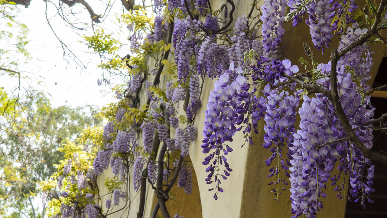 Beautiful Wisteria Flowers Blooming At Caltech University