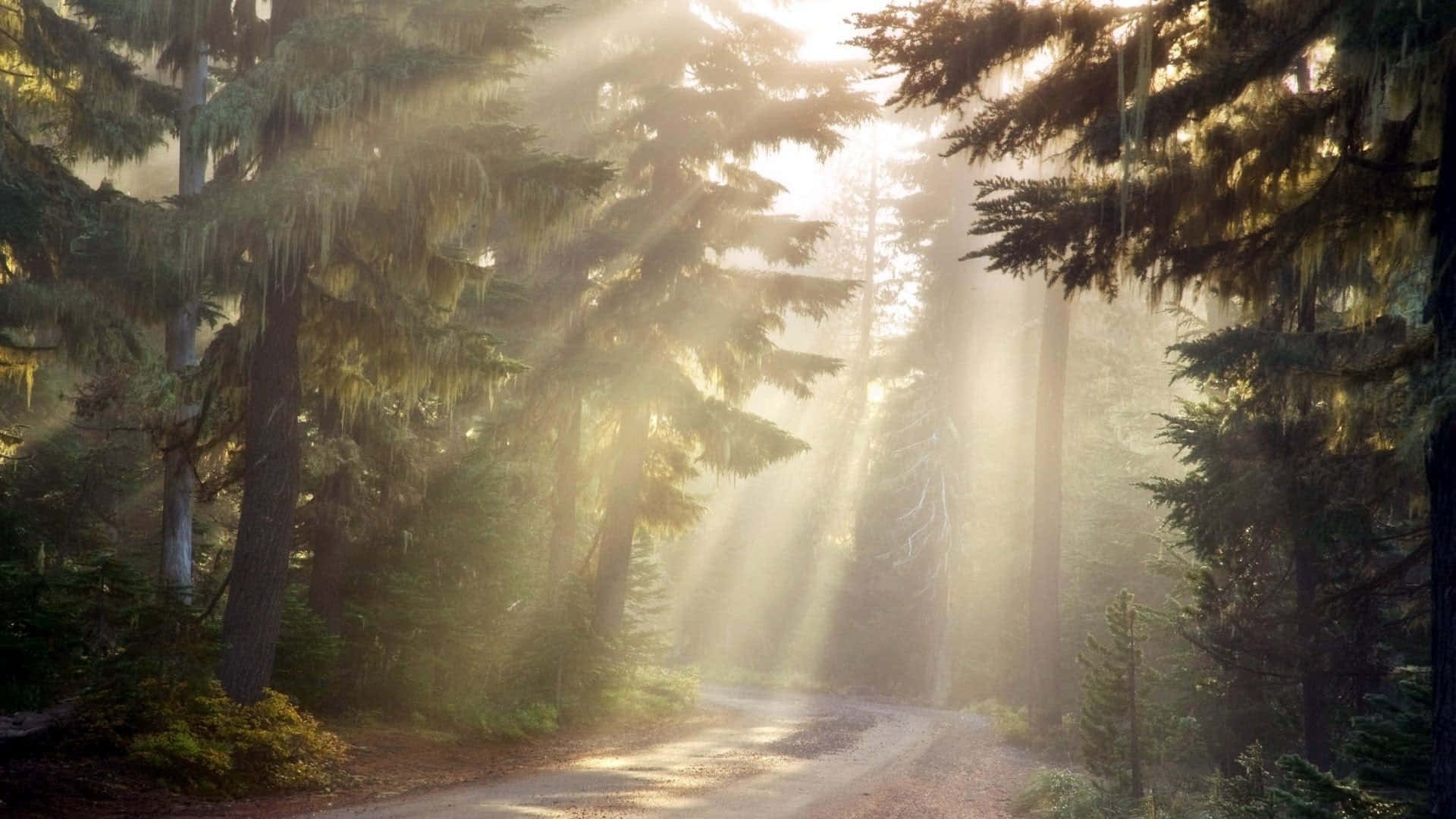 Beautiful Woodland With Sun Rays Background