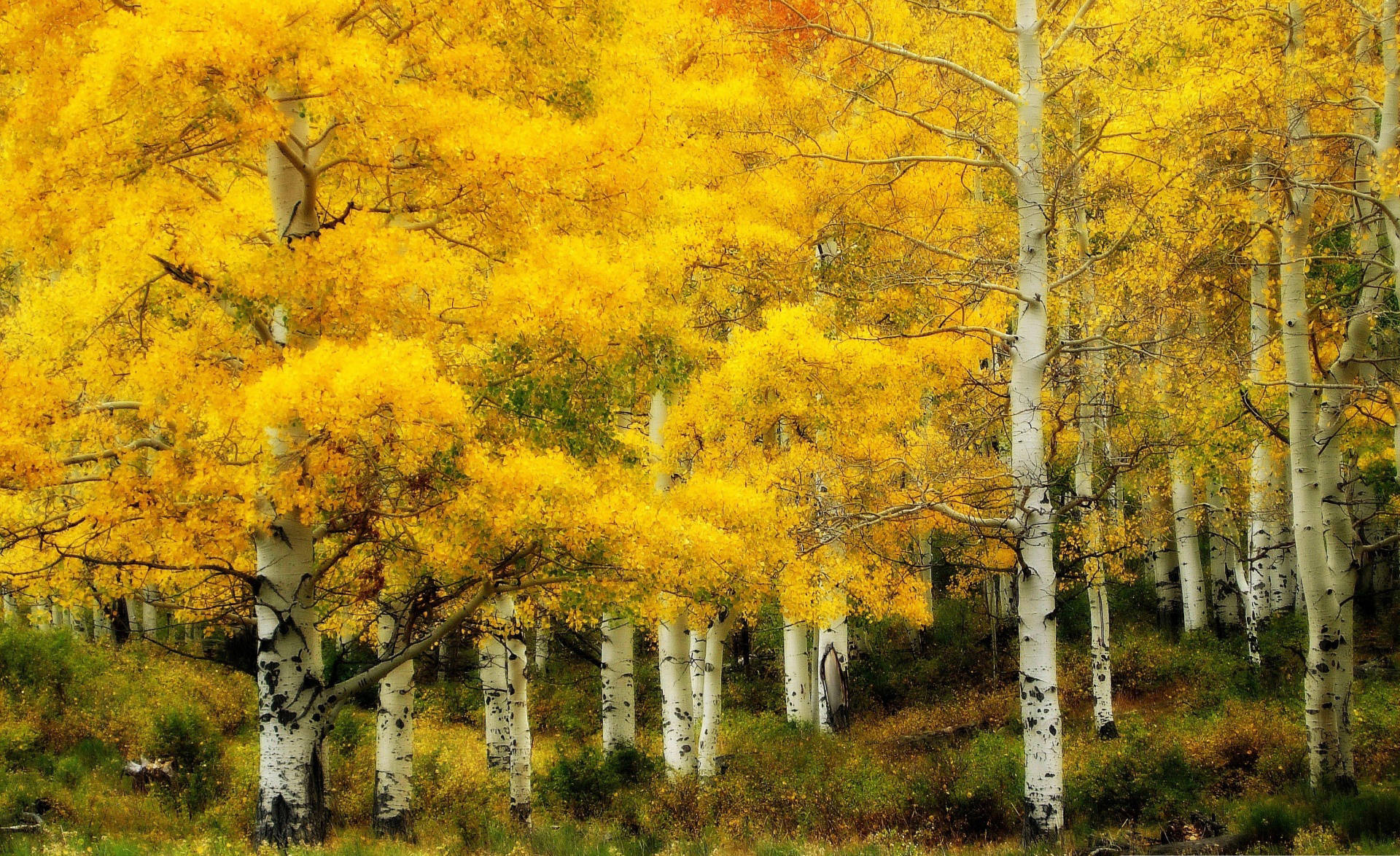 Beautiful Yellow Birch Tree Nature Background