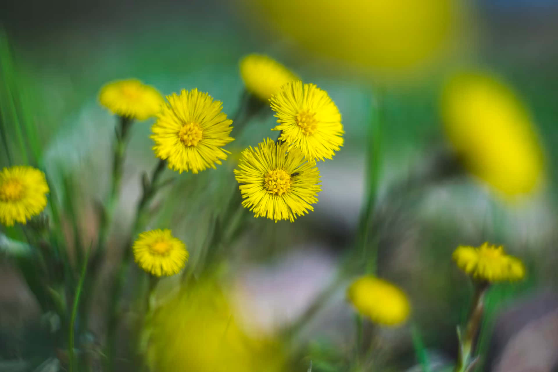 Beautiful Yellow Flowers With Perennial Smell
