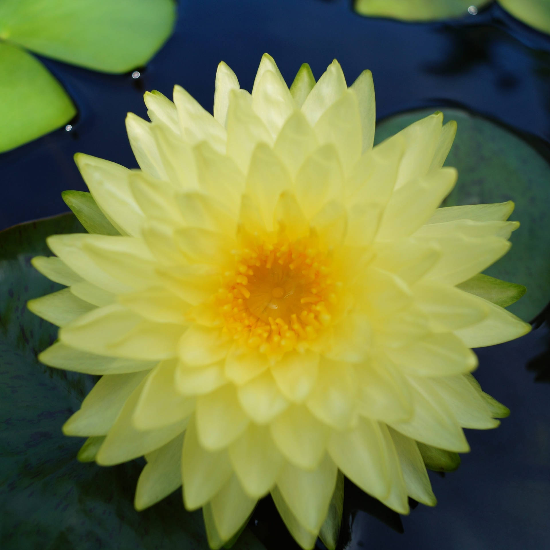Beautiful Yellow Water Lily Background