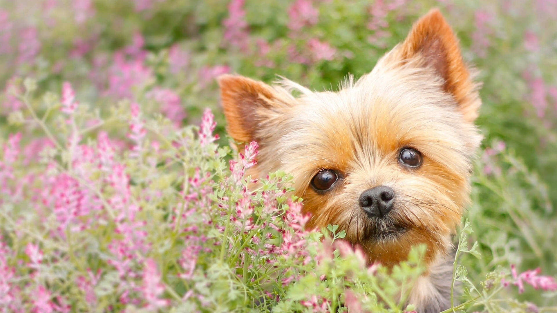 Beautiful Yorkshire Terrier On Garden Background