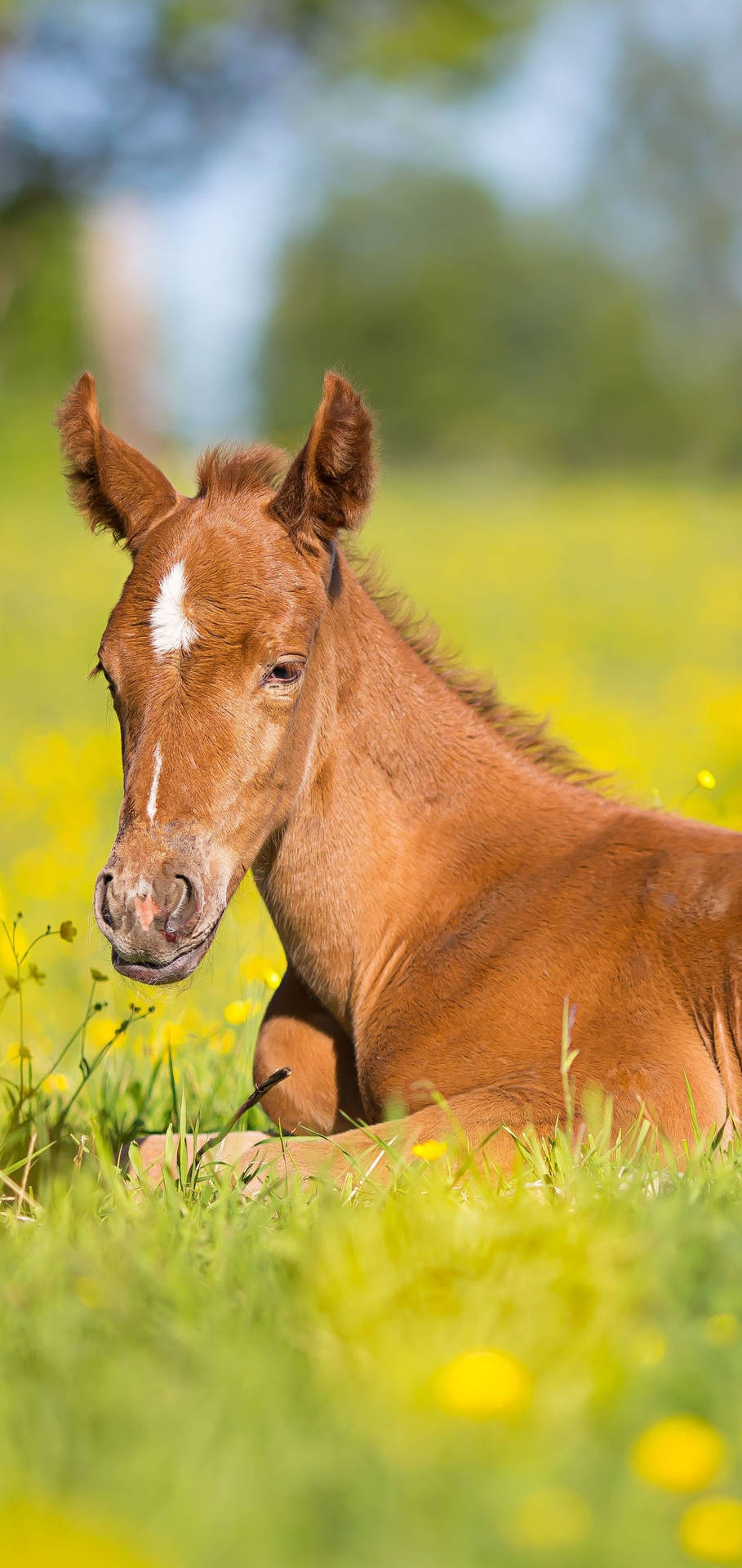 Beautiful Young Foal Headshot Portrait