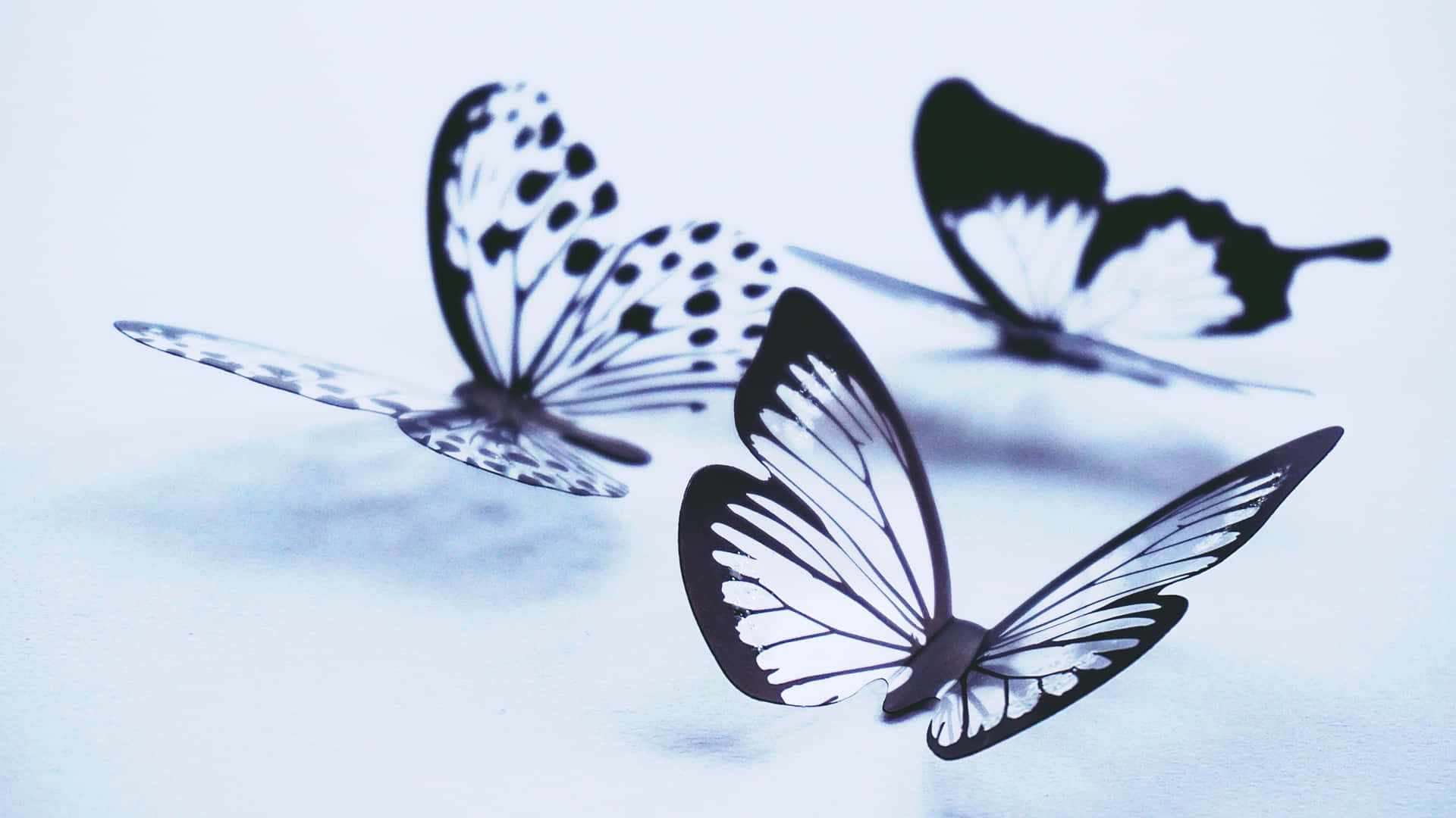 Beautifully Optimized: Butterflies Laptop Background