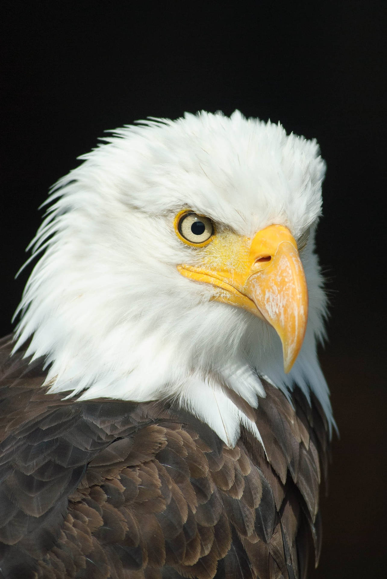 Beautifully Plumed Eagle Background