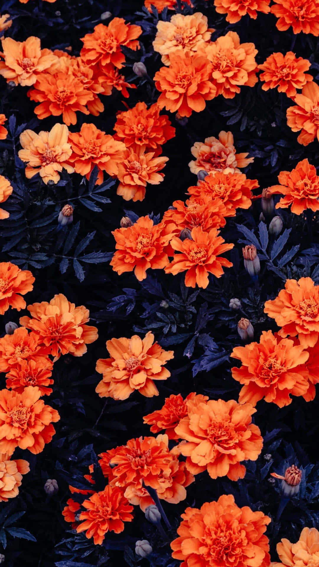 Beautify Your Day With This Gorgeous Cute Iphone Flower! Background