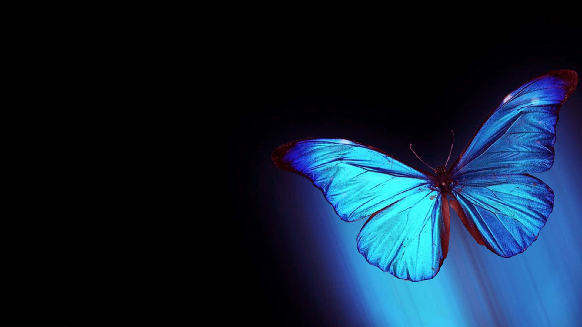 Beauty Abounds While Using A Butterflies Laptop Background