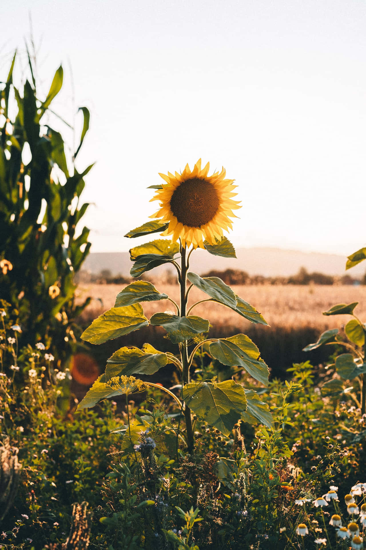 Beauty And Nature Combine In This Stunning Sunflower Aesthetic Iphone Wallpaper. Background