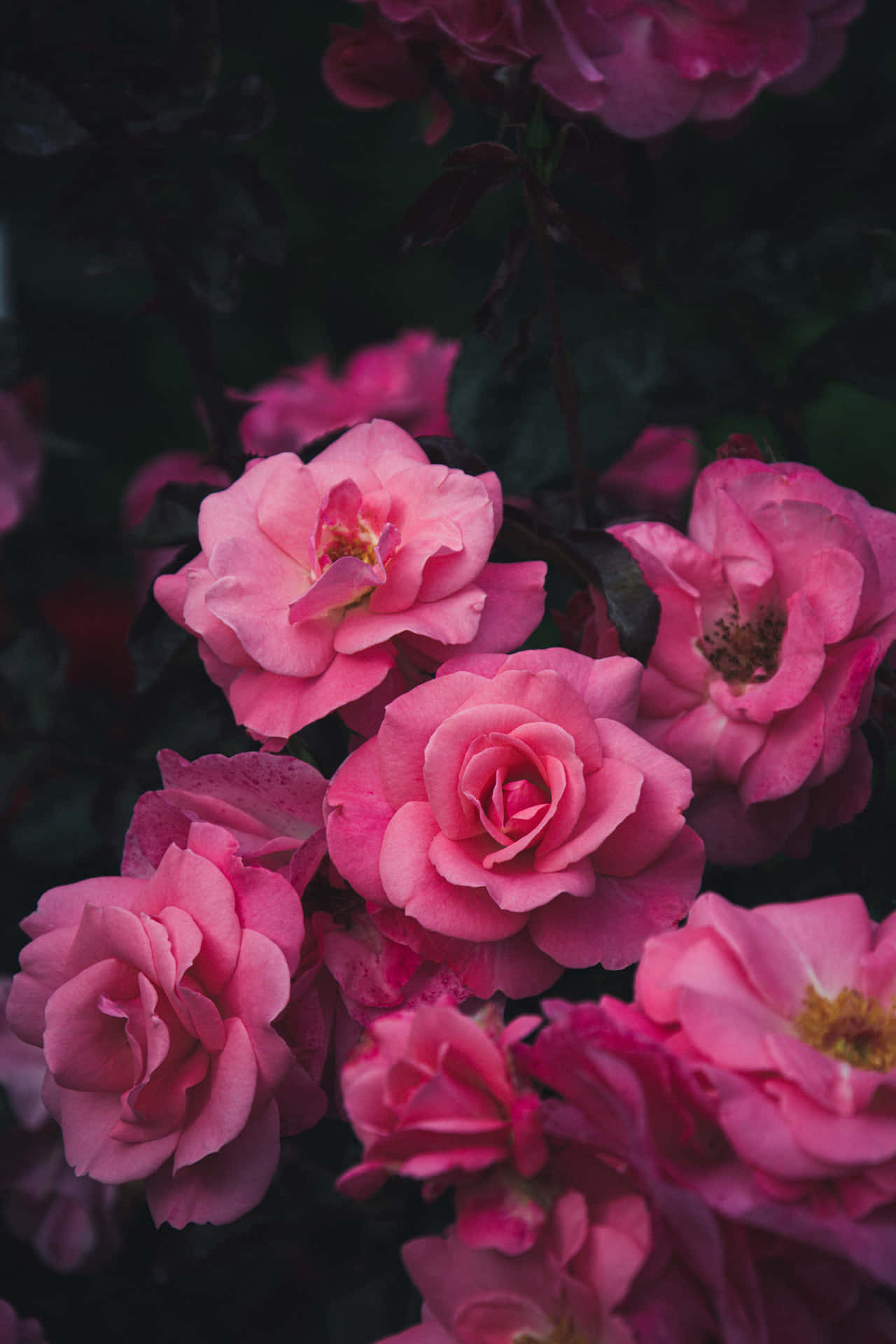 Beauty And Serenity Of Roses Background
