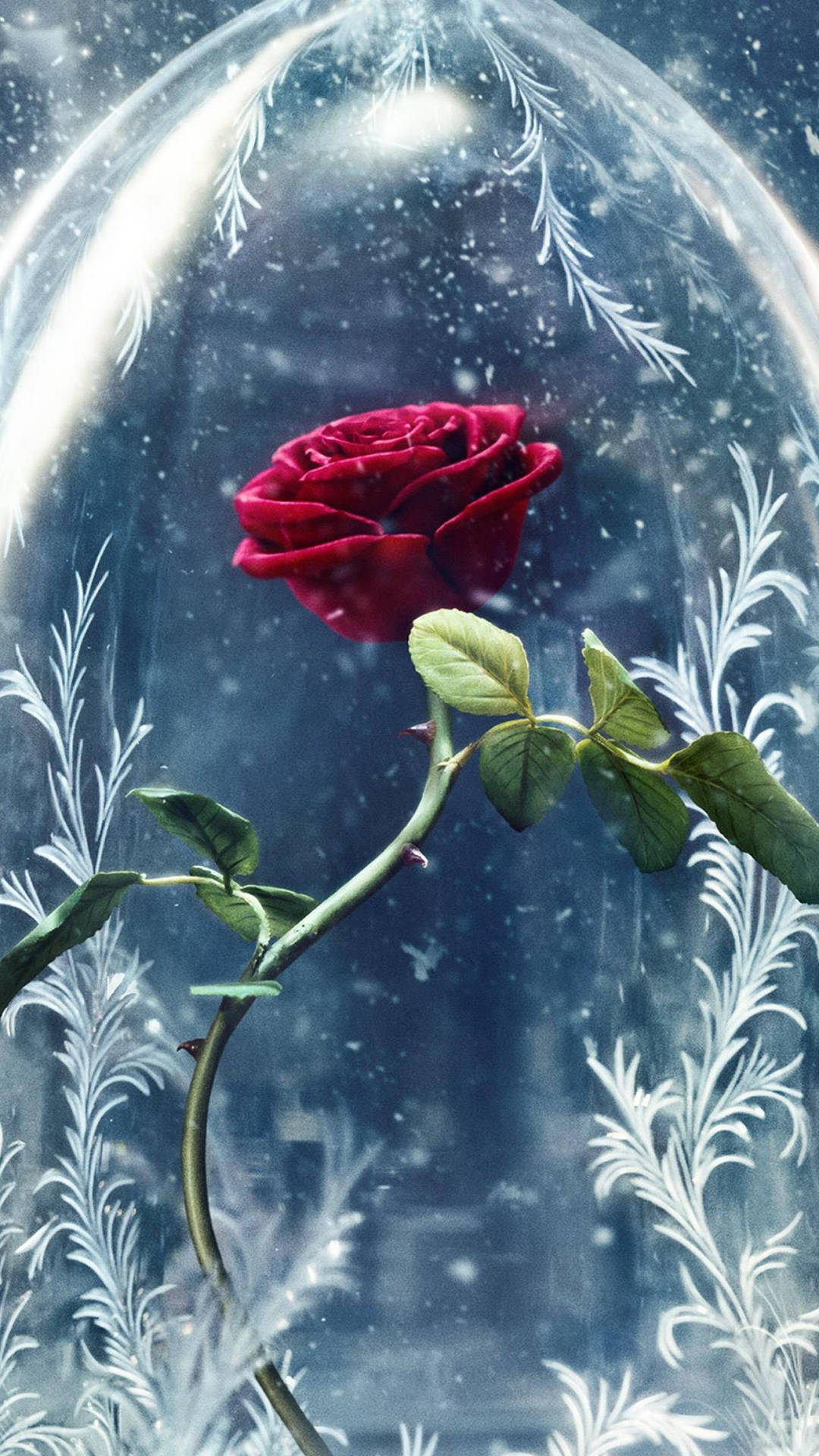Beauty And The Beast Rose Under Snow Background