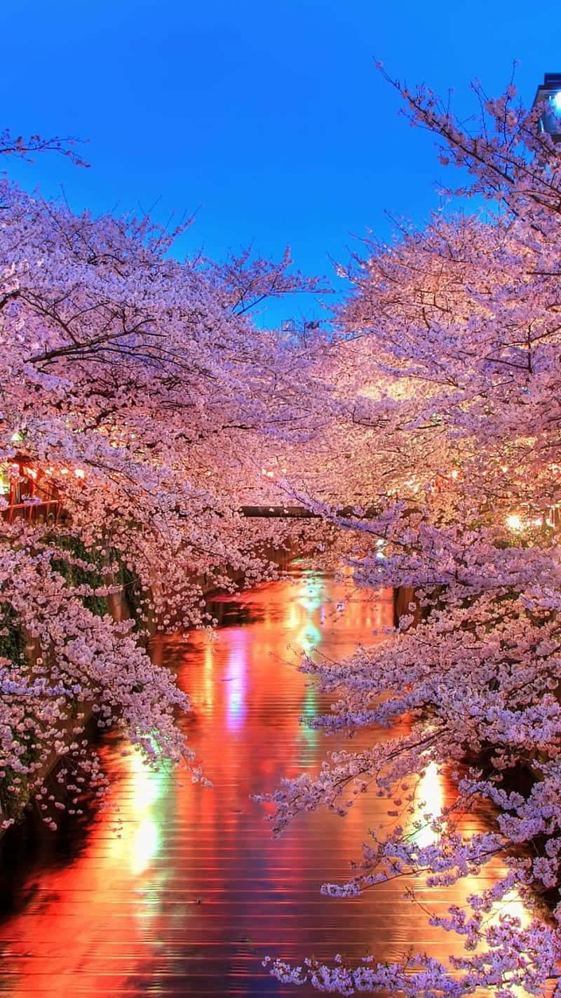 Beauty And Tranquility Of A Light Pink Cherry Blossom Tree In Mid-spring. Background