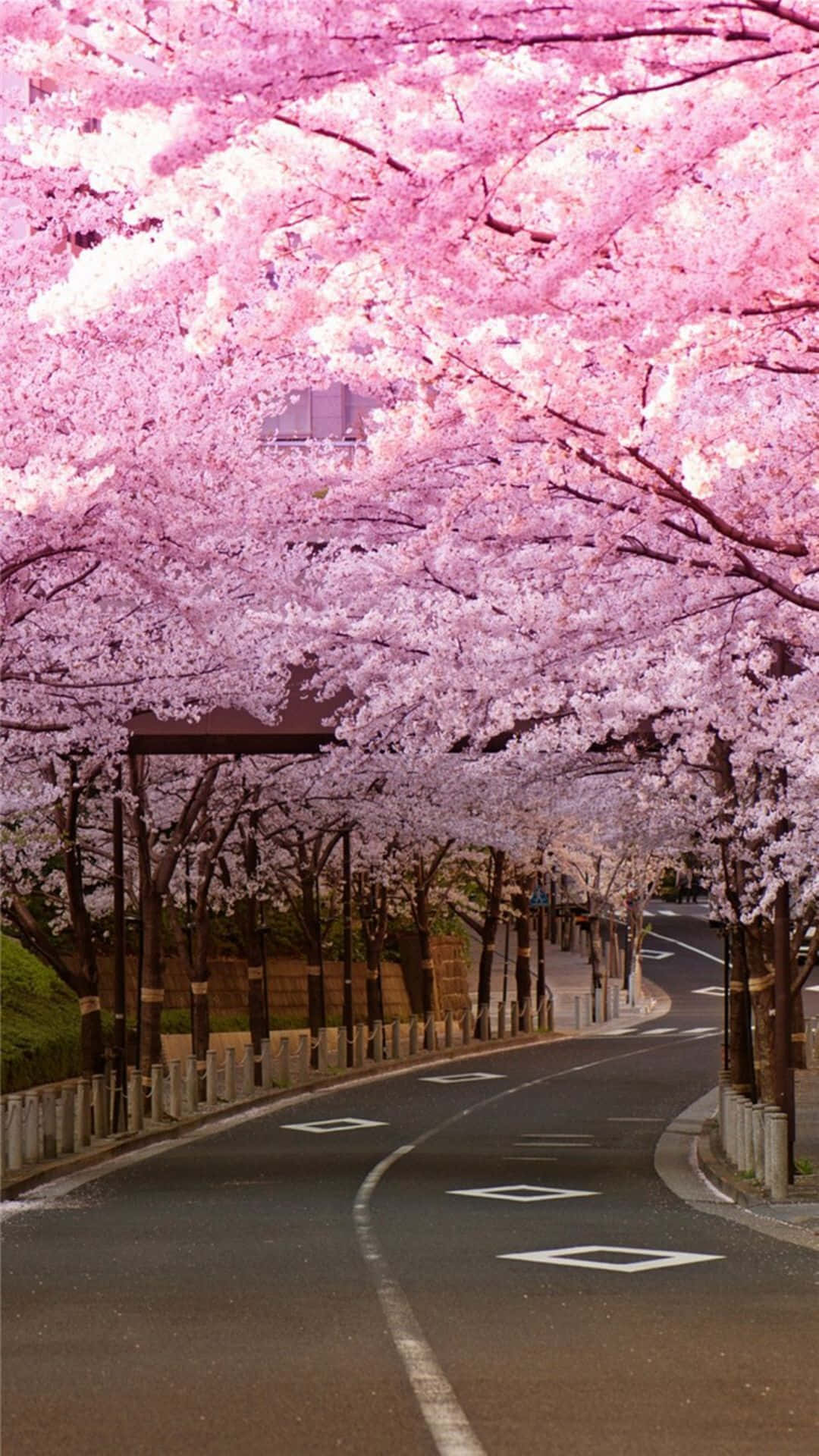 Beauty In Fushimi-inari Taisha Shrine, Japan Background