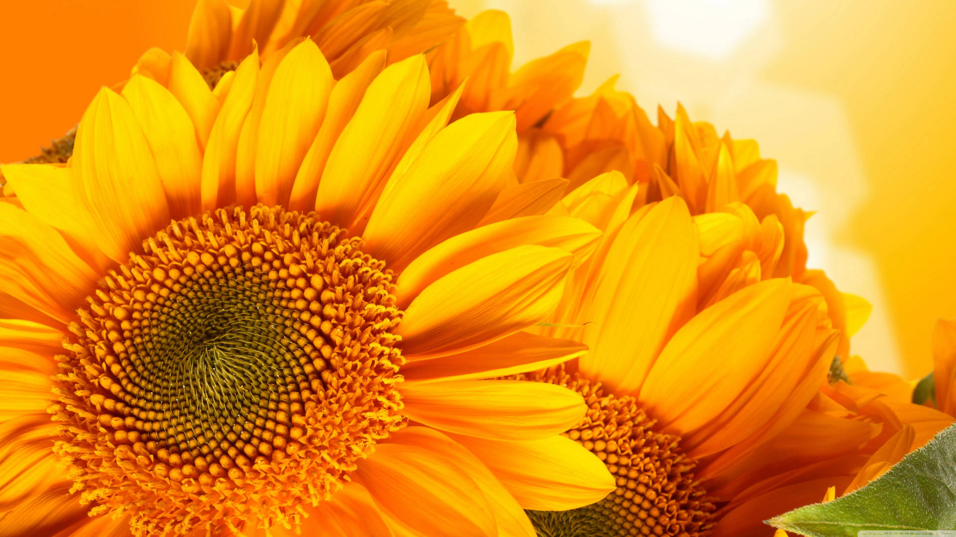 Beauty In Nature - Sunflowers And Roses Background