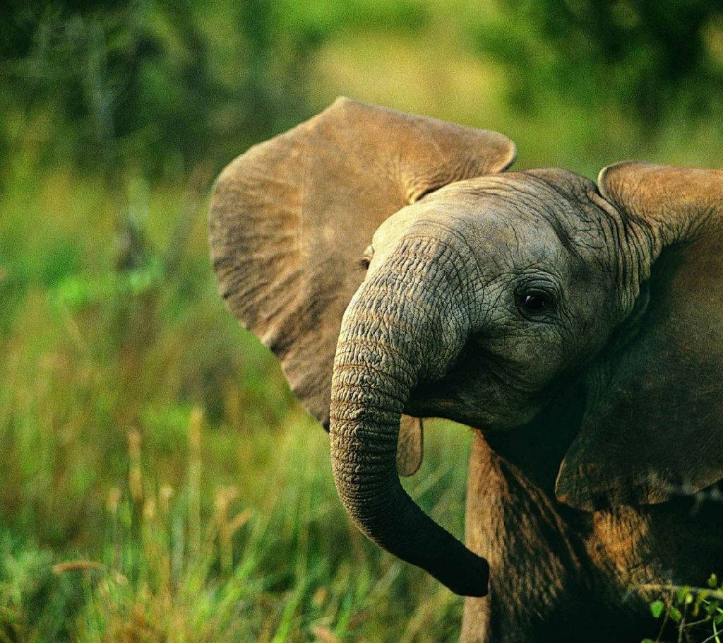 Beauty Of Nature Enhanced - An Elephant In The Wild Background