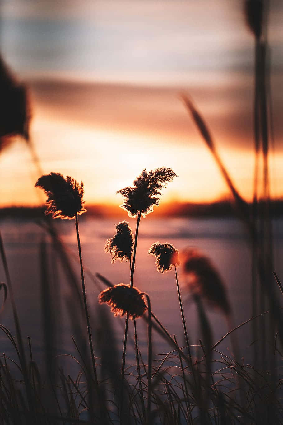 Beauty Of Nature - Pampas Grass Background