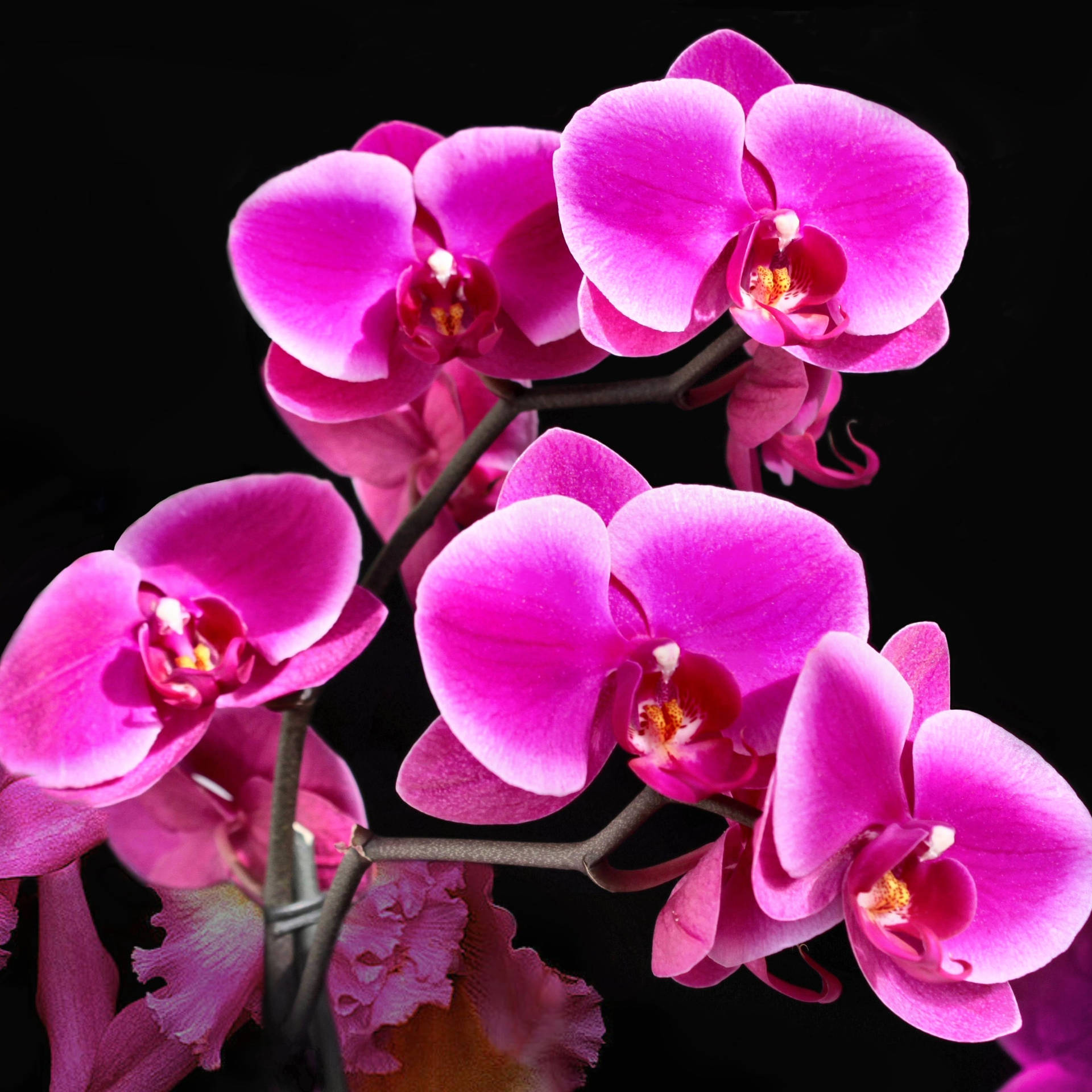 Beauty Of Pink Orchid