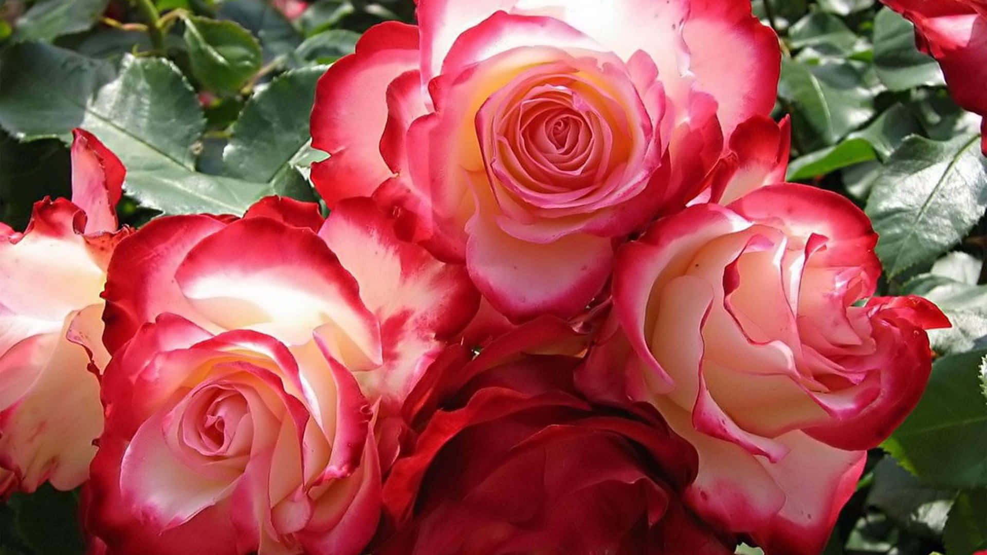 Beauty Of Red And White Roses Background