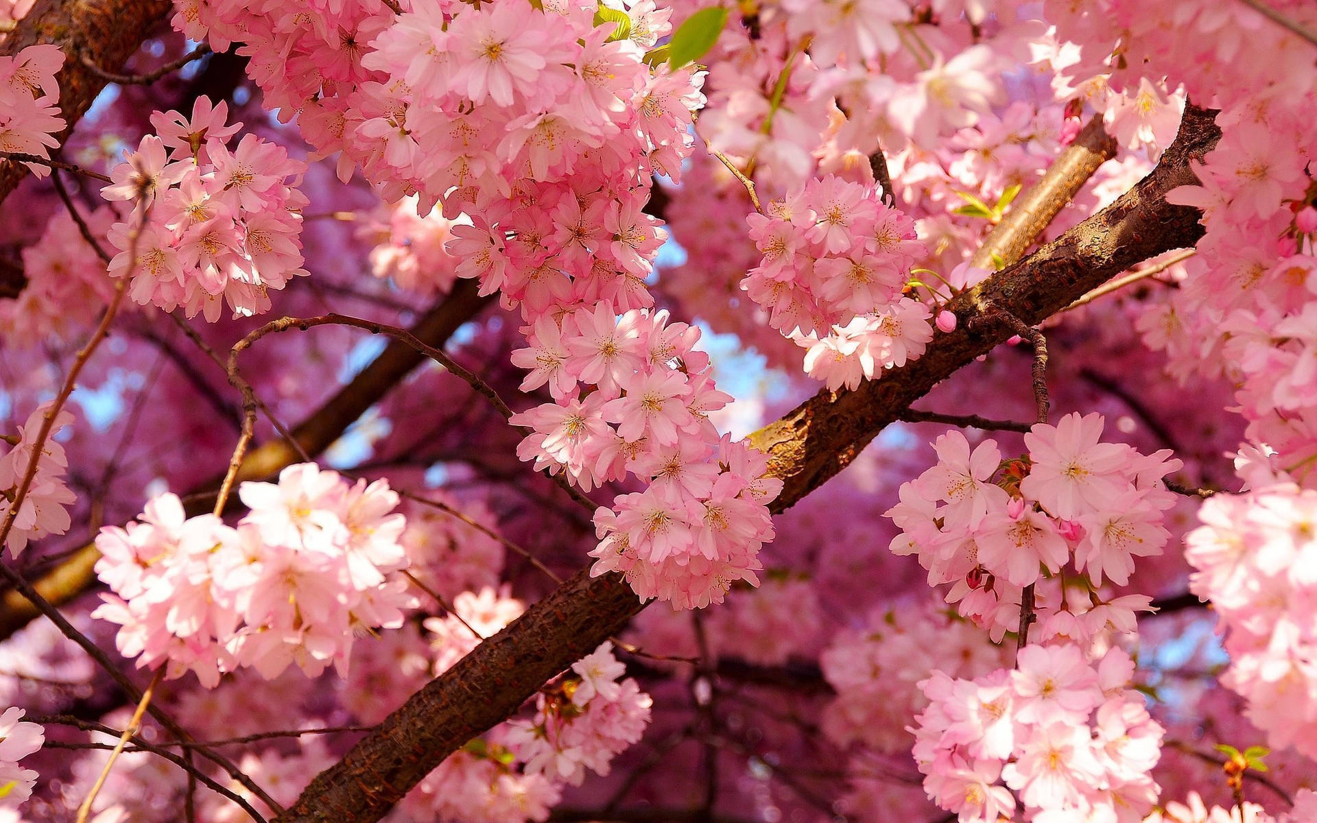 Beauty Of Spring In Japan Background