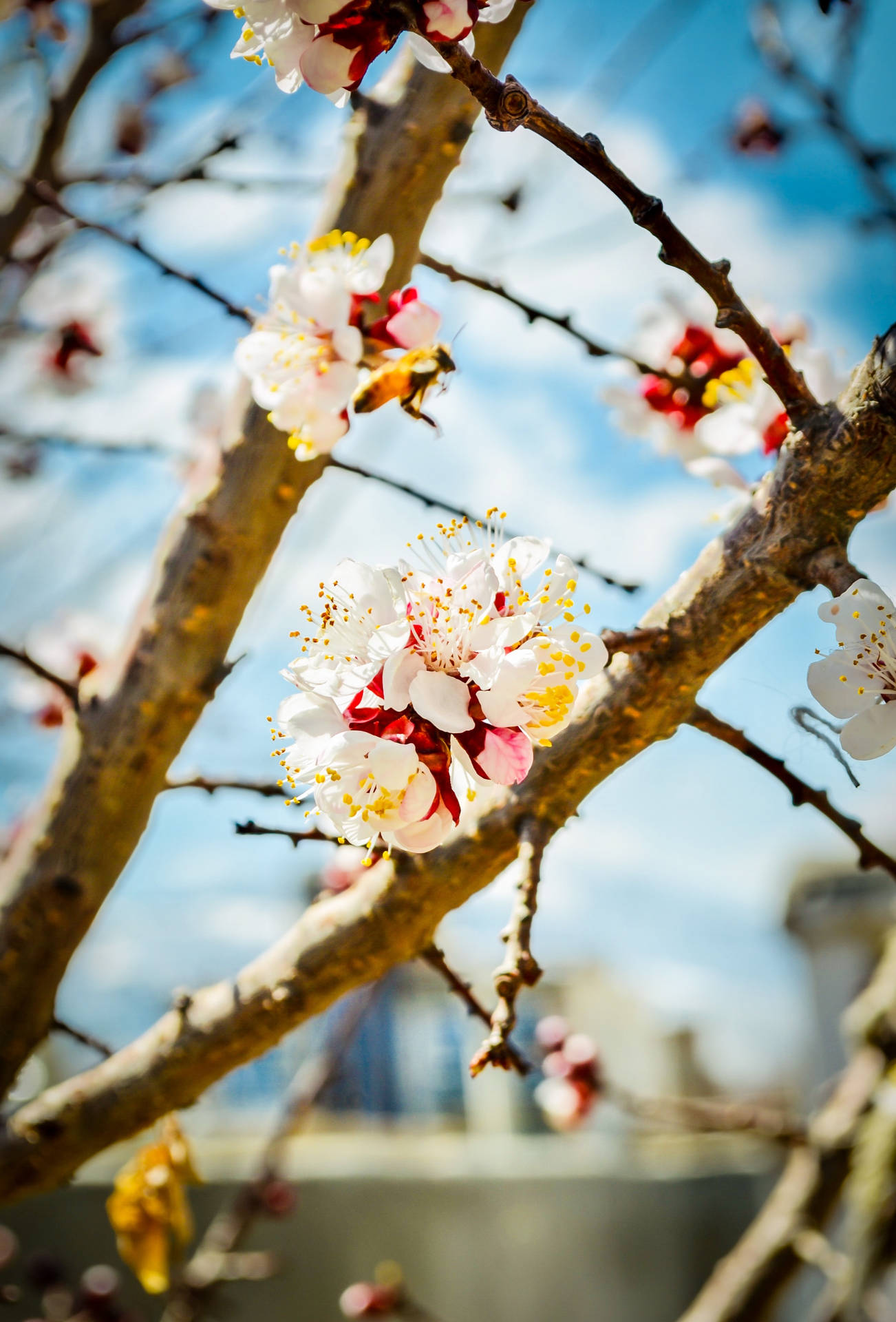 Beauty Of Spring Kabul Background