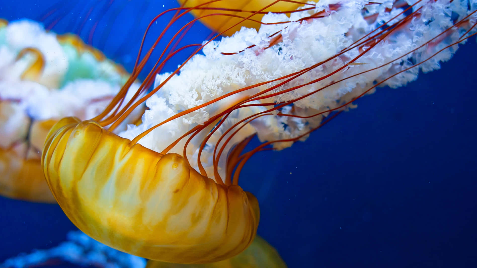 Beauty Of The Deep Sea - 4k Jellyfish Background