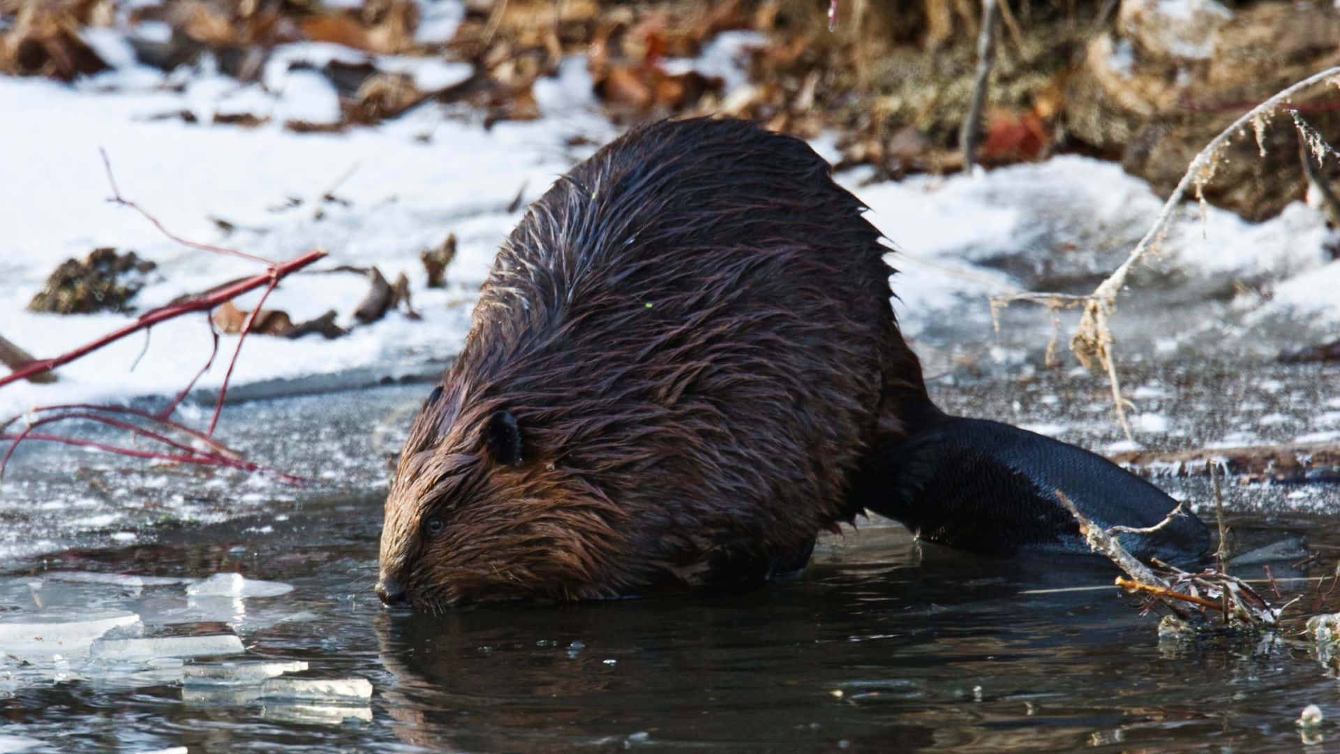 Beaver Breaking Ice Winter Scene Background