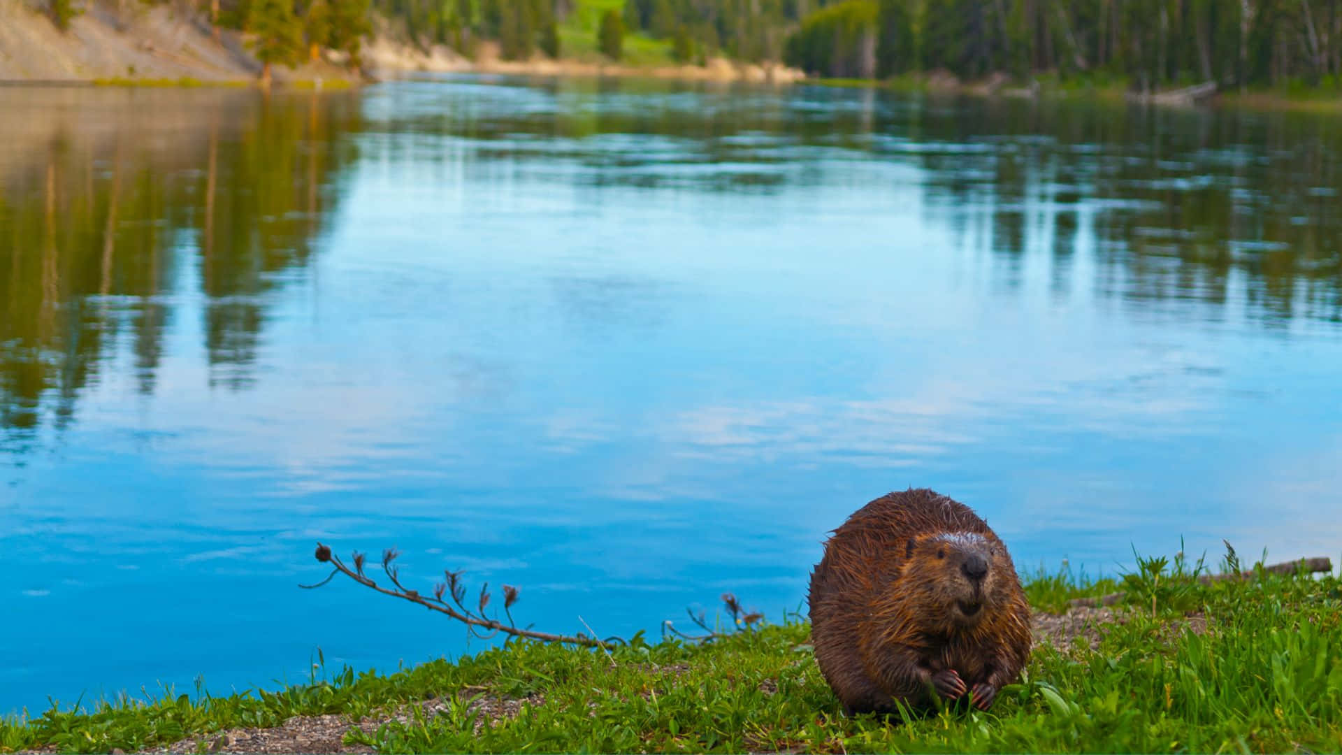 Beaver By The Lake