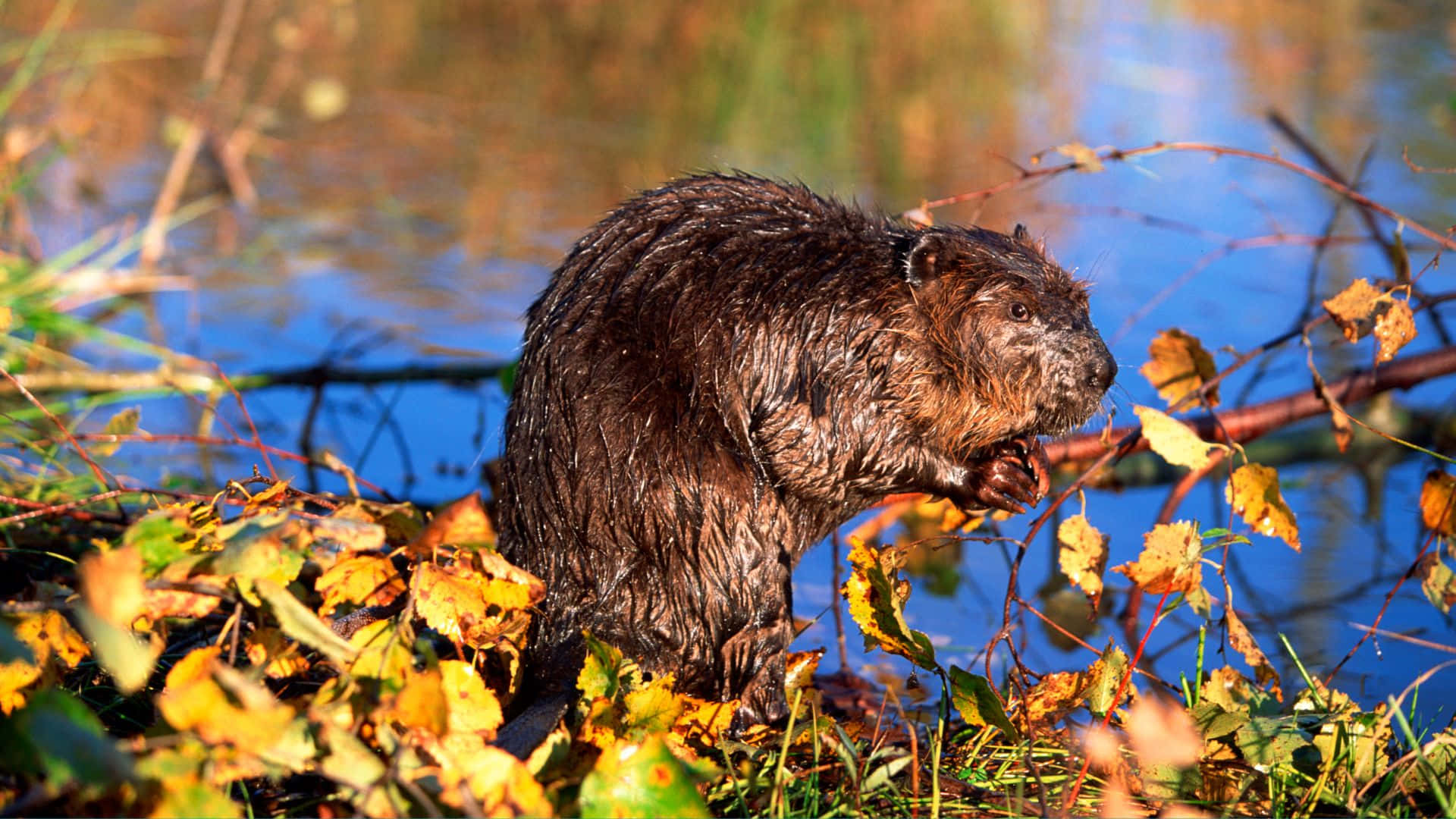 Beaver By The Water Background