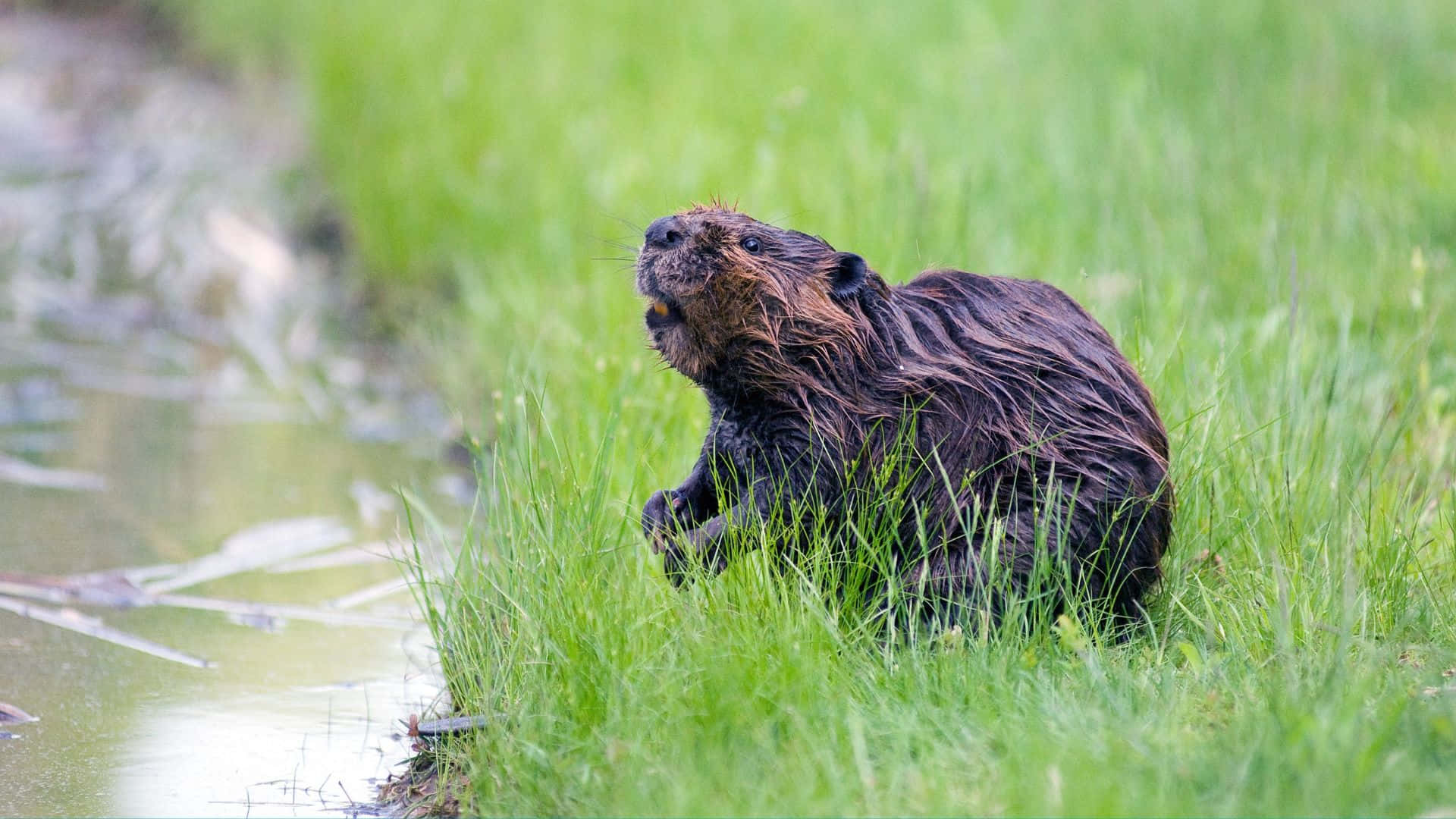 Beaver By Water's Edge.jpg Background