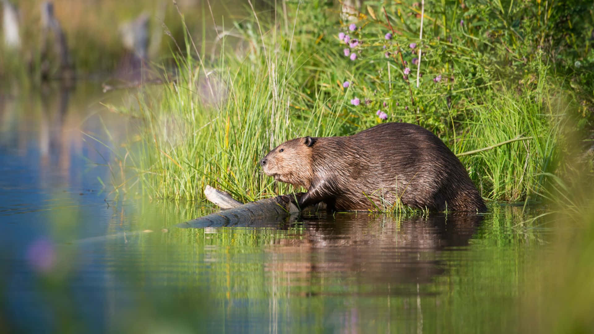 Beaver By Water's Edge Background