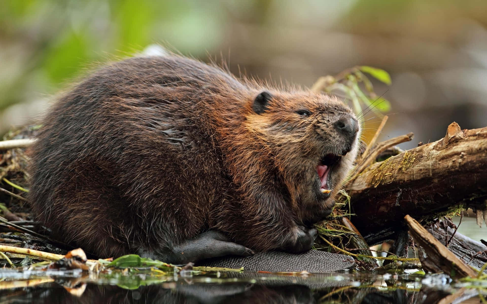 Beaver Chewing Wood Nature Scene Background