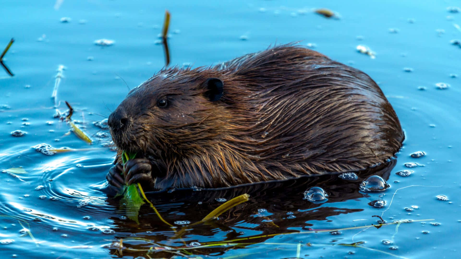 Beaver Feastingin Water.jpg Background