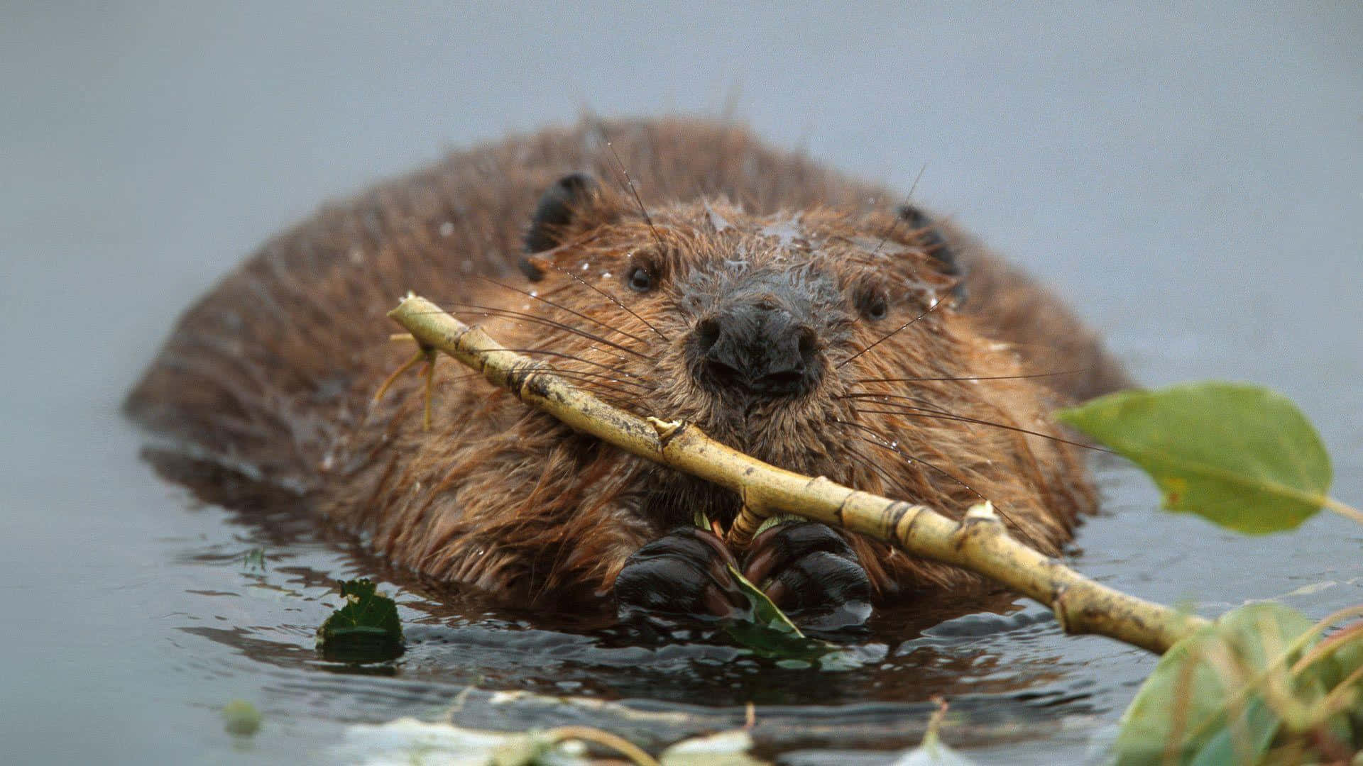 Beaver Gnawing Branch Water