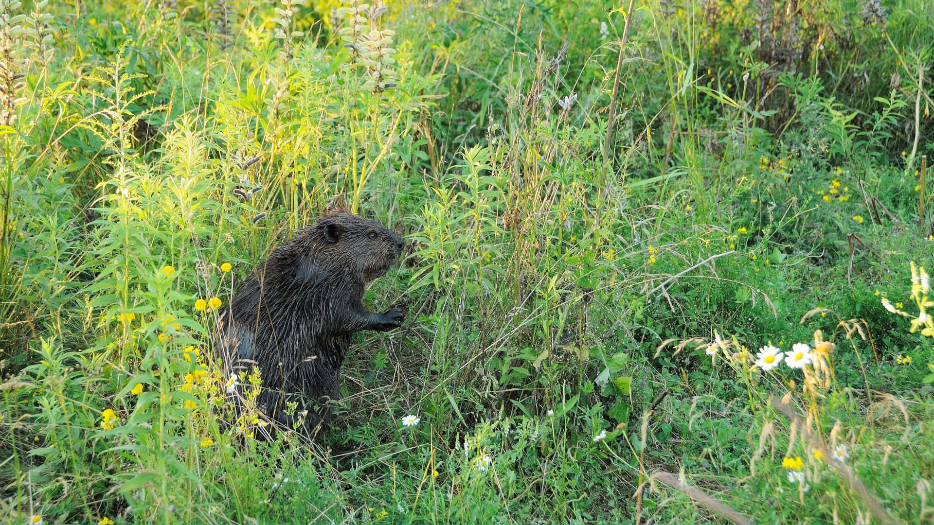 Beaver In Natural Habitat.jpg Background