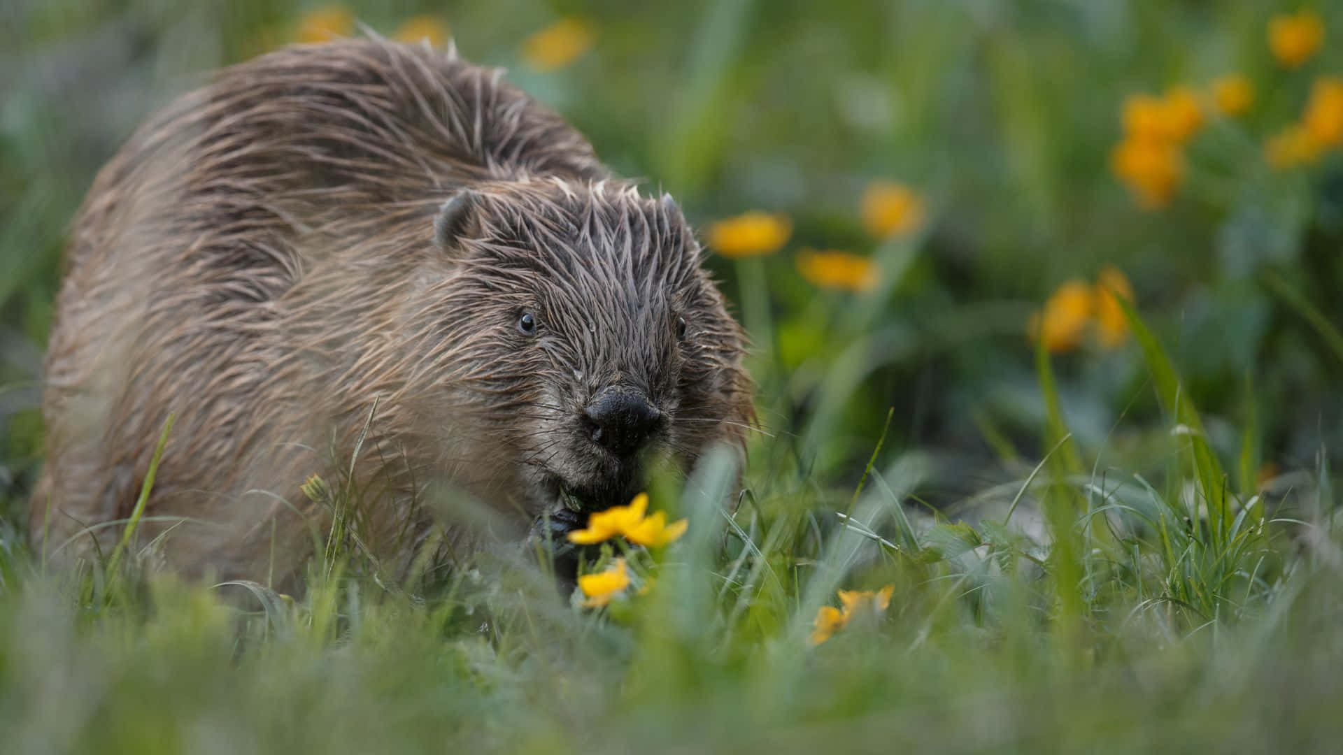 Beaver In Nature.jpg Background