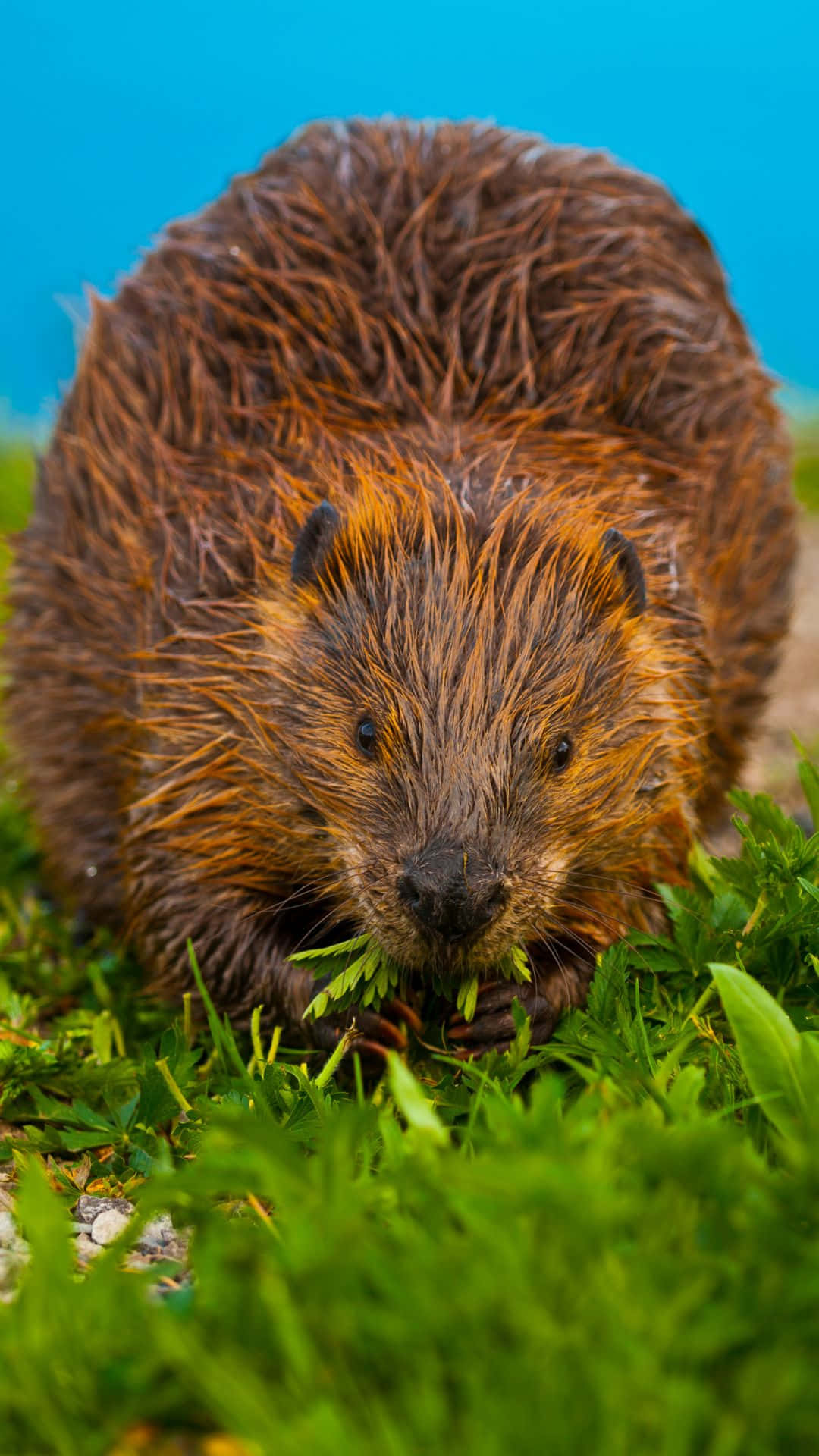 Beaver Munching Greenery