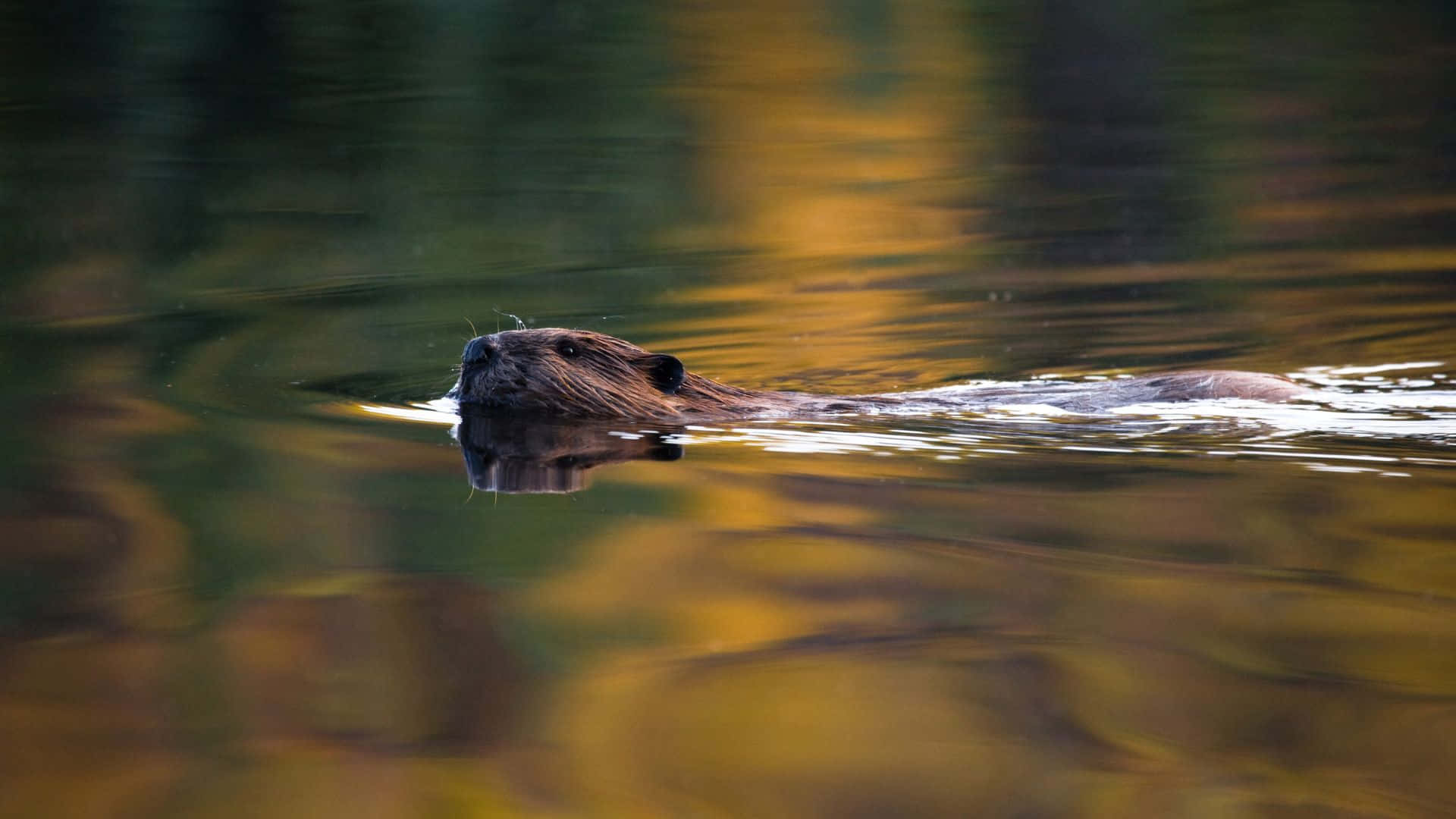 Beaver Swimming Autumn Reflections.jpg Background