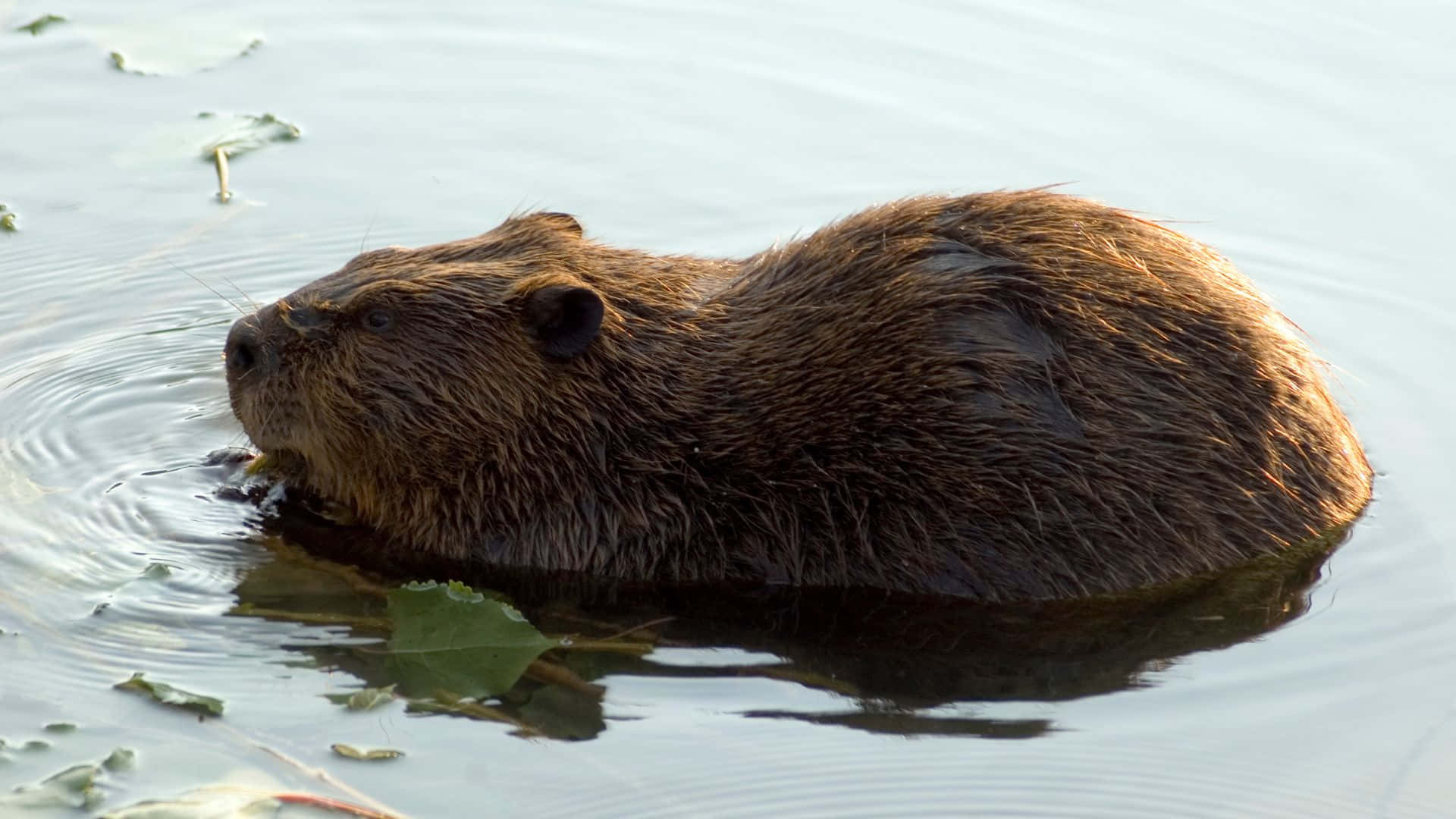 Beaver Swimmingin Water.jpg Background